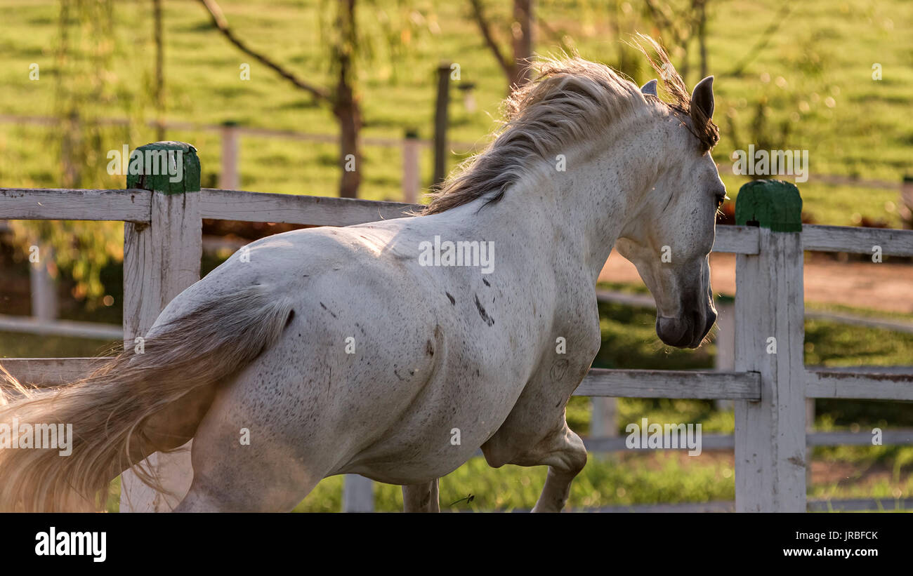 Grau Mangalarga marchador Hengst in Brasilien Stockfoto