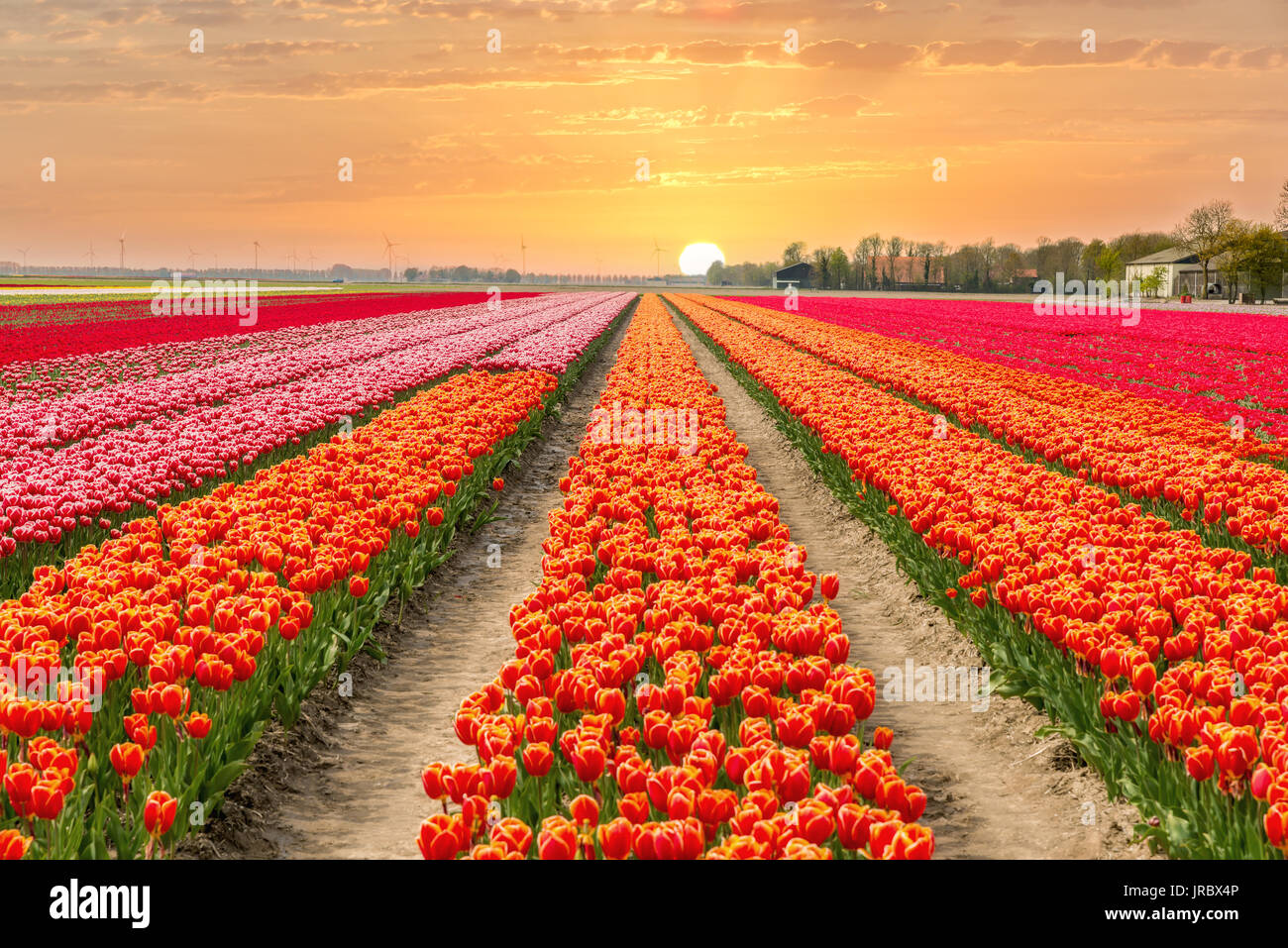 Landschaft der Niederlande Tulpen mit Sonnenlicht in Niederlande. Stockfoto