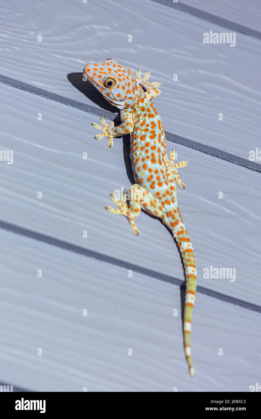 Tokay Gecko auf Holzwand in Thailand Stockfoto