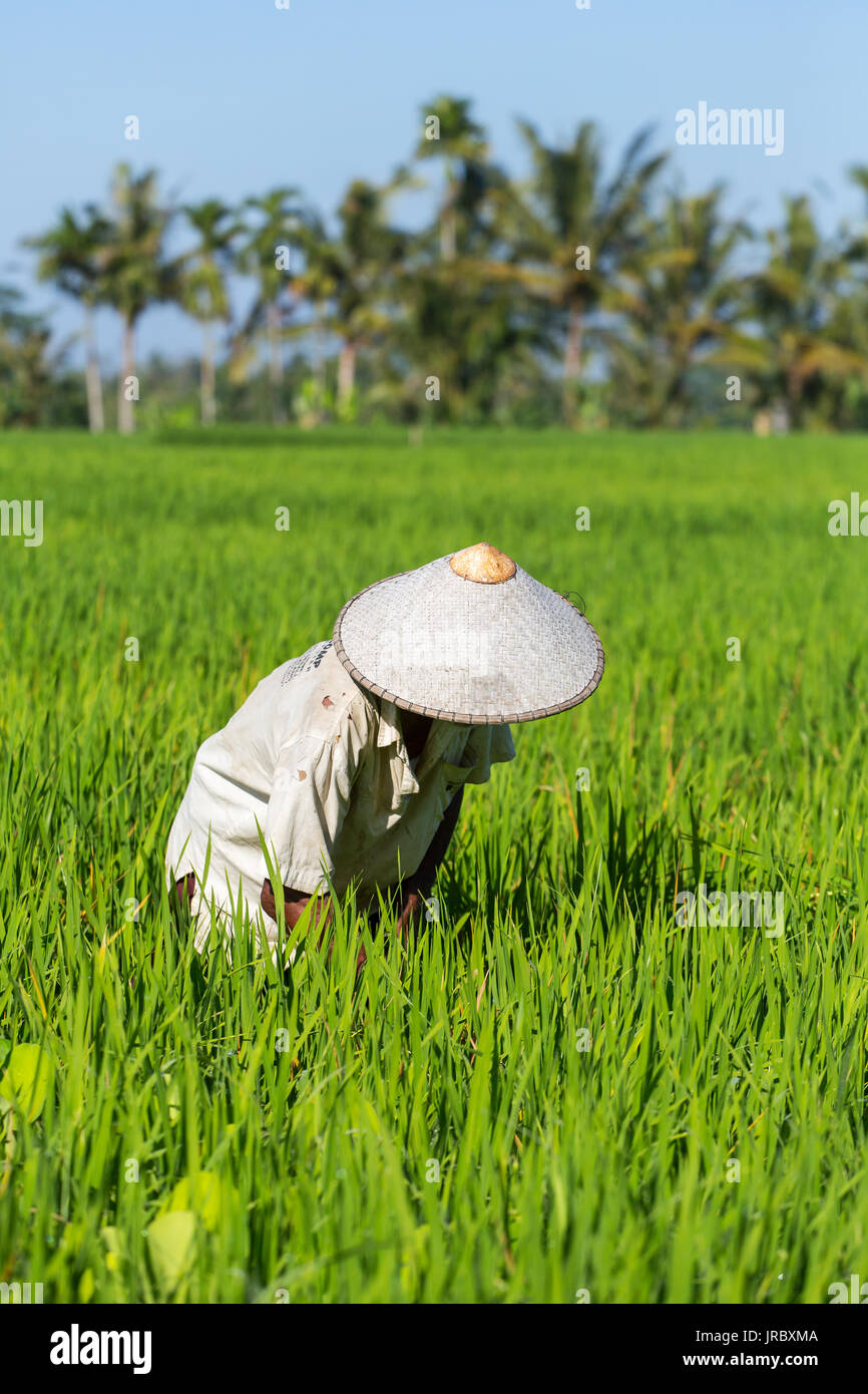 Balinesische Bauer Arbeiten am Reisfeld in Bali, Indonesien Stockfoto