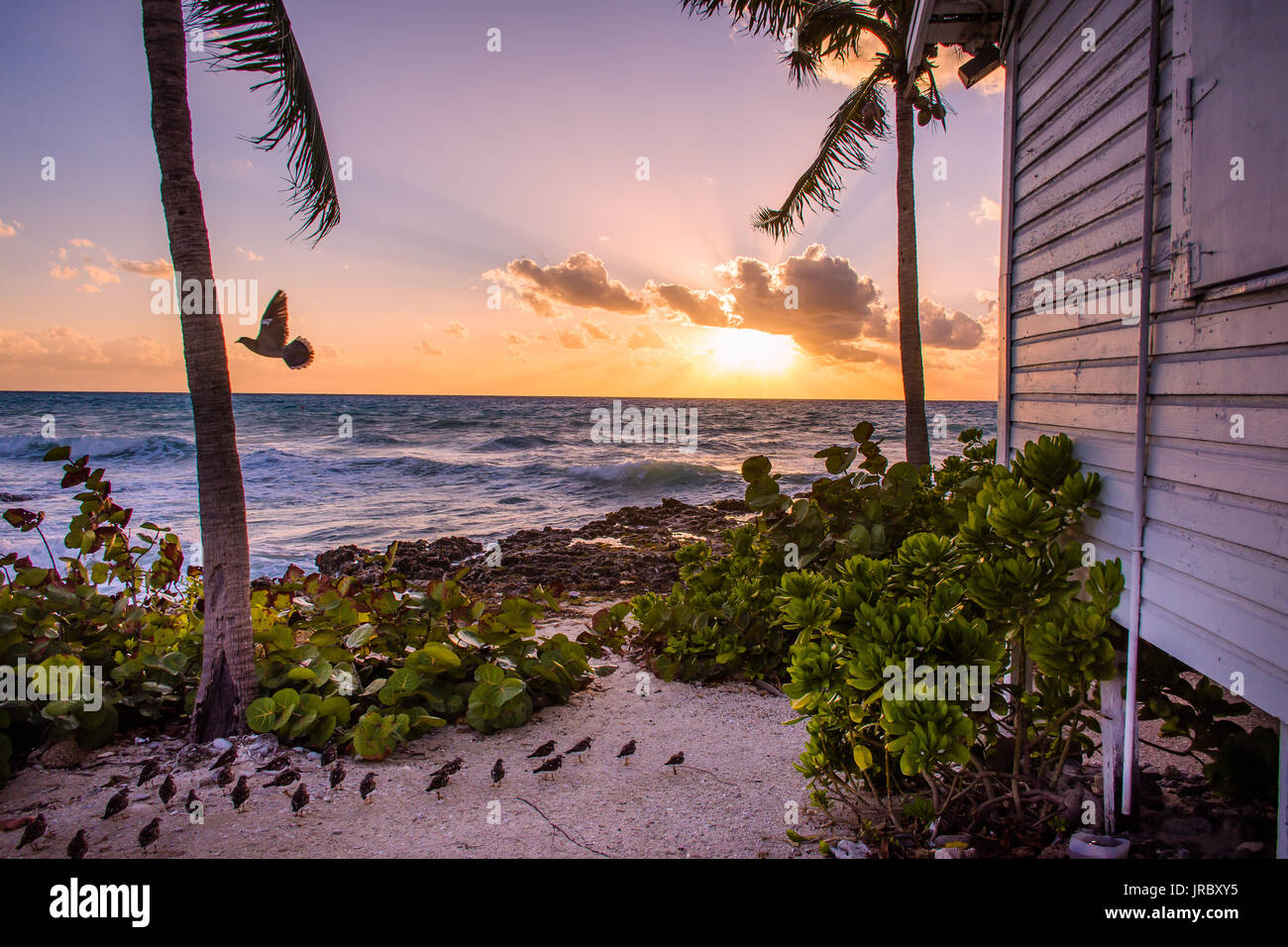 Vögel in einem wunderschönen Sonnenuntergang auf den Cayman Islands erfasst. Stockfoto