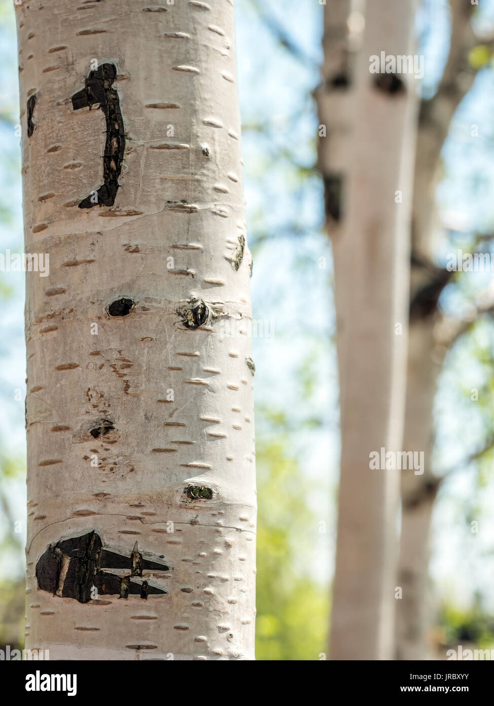 Nahaufnahme von White birch Tree Trunk Stockfoto