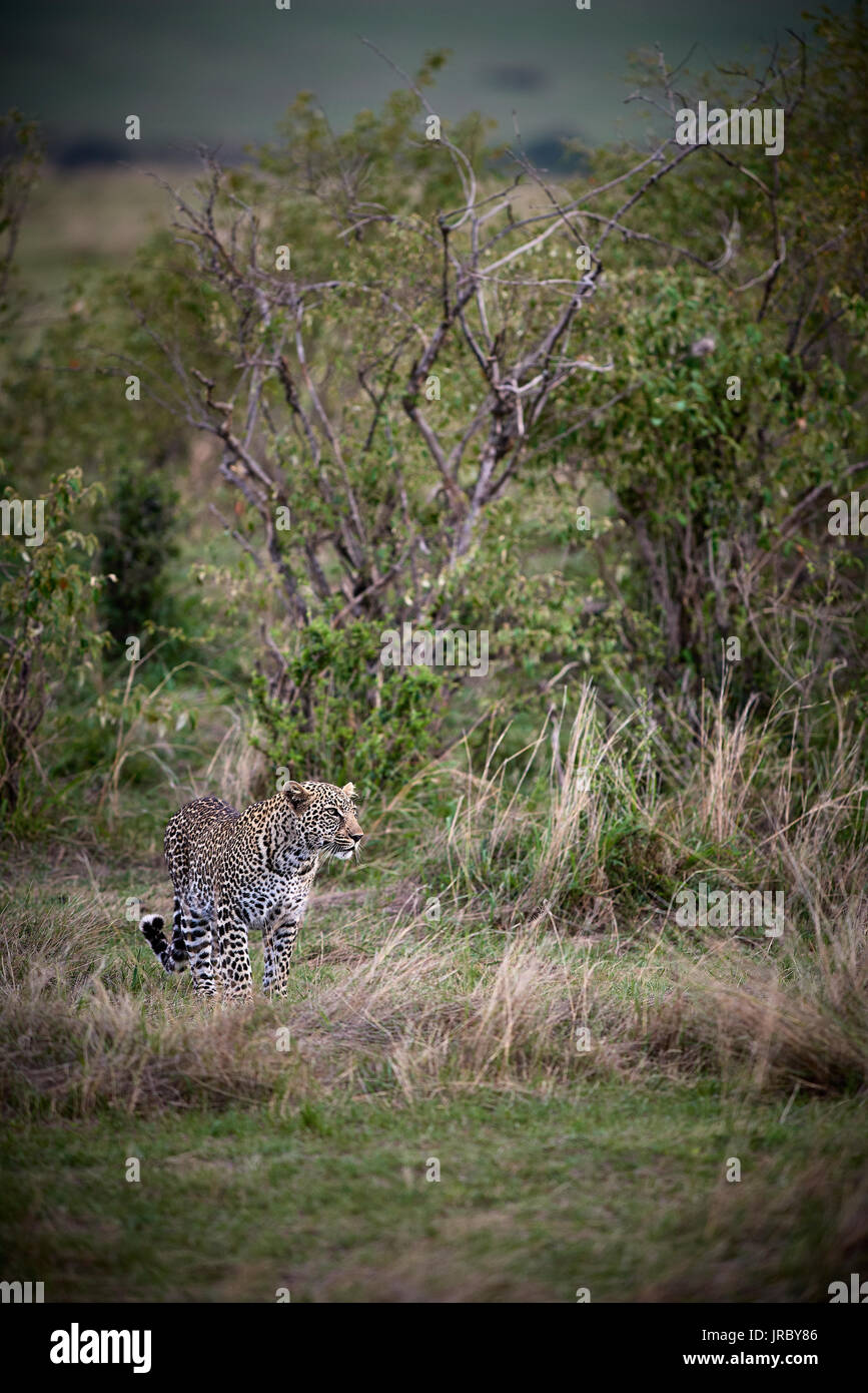 Leopard in Masai Mara, Kenia Stockfoto