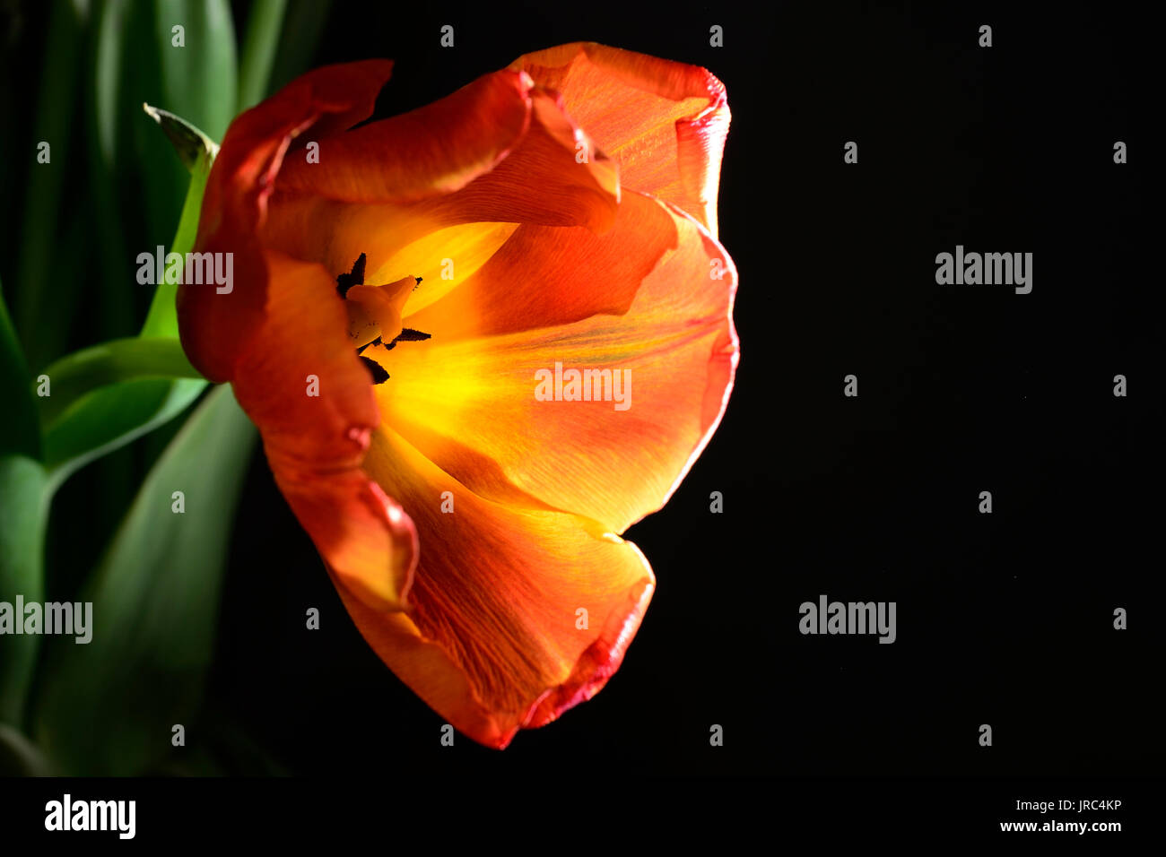 rote Tulpe auf einem dunklen Hintergrund geblasen Stockfoto