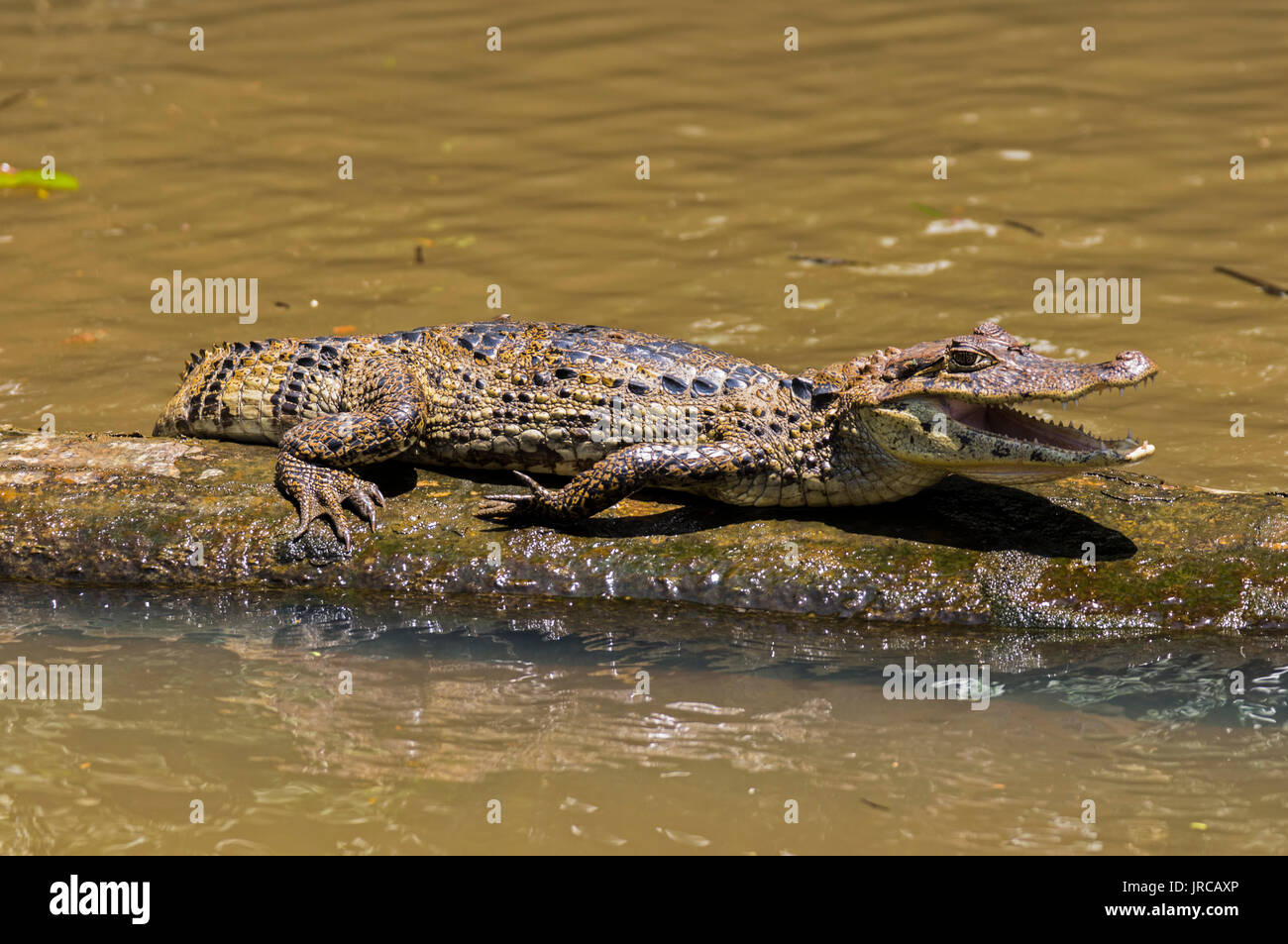 Stets lächelndes Krokodil in Tortuguero - Costa Rica Stockfoto