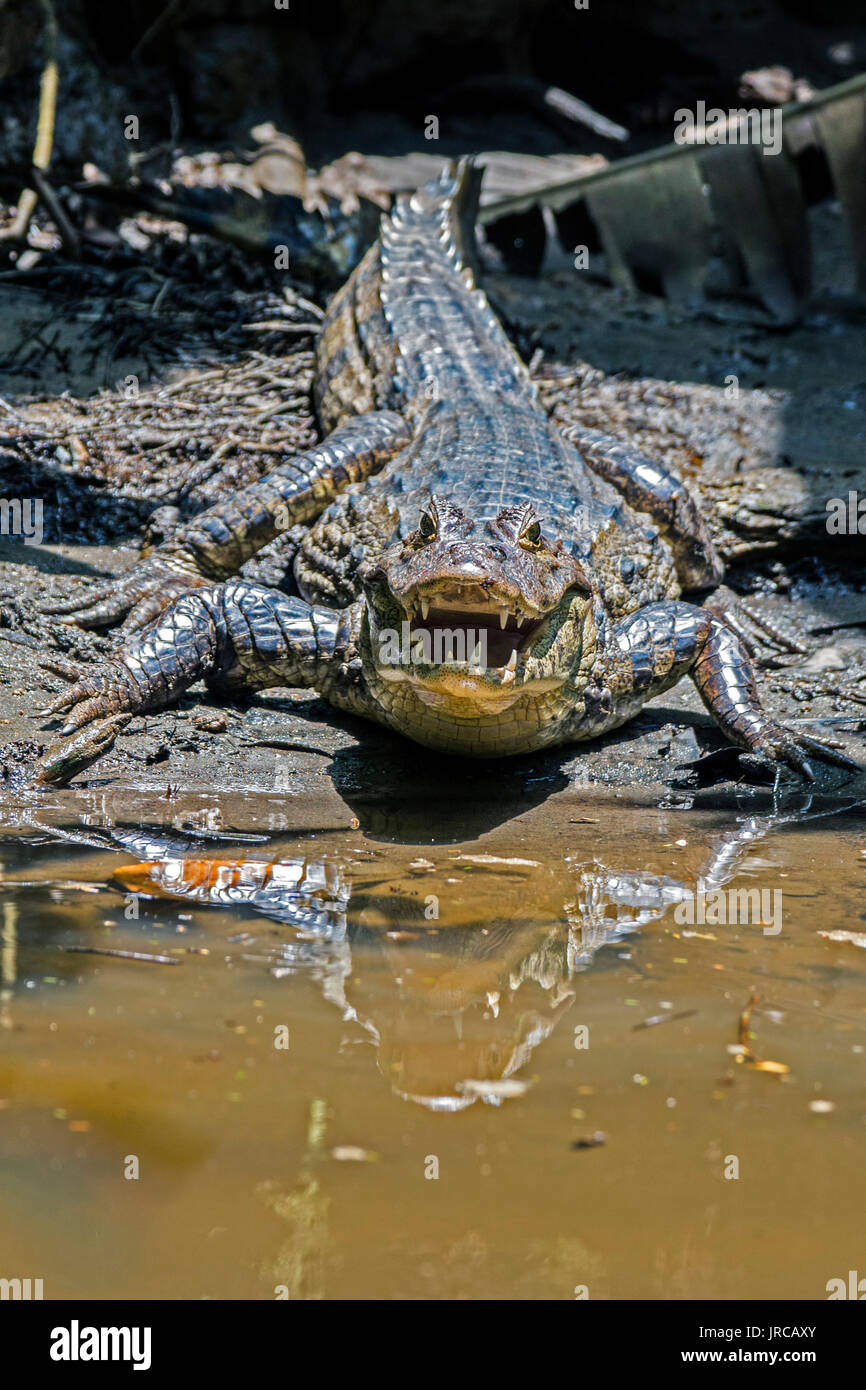 Aggressive Krokodil in Tortuguero - Costa Rica Stockfoto