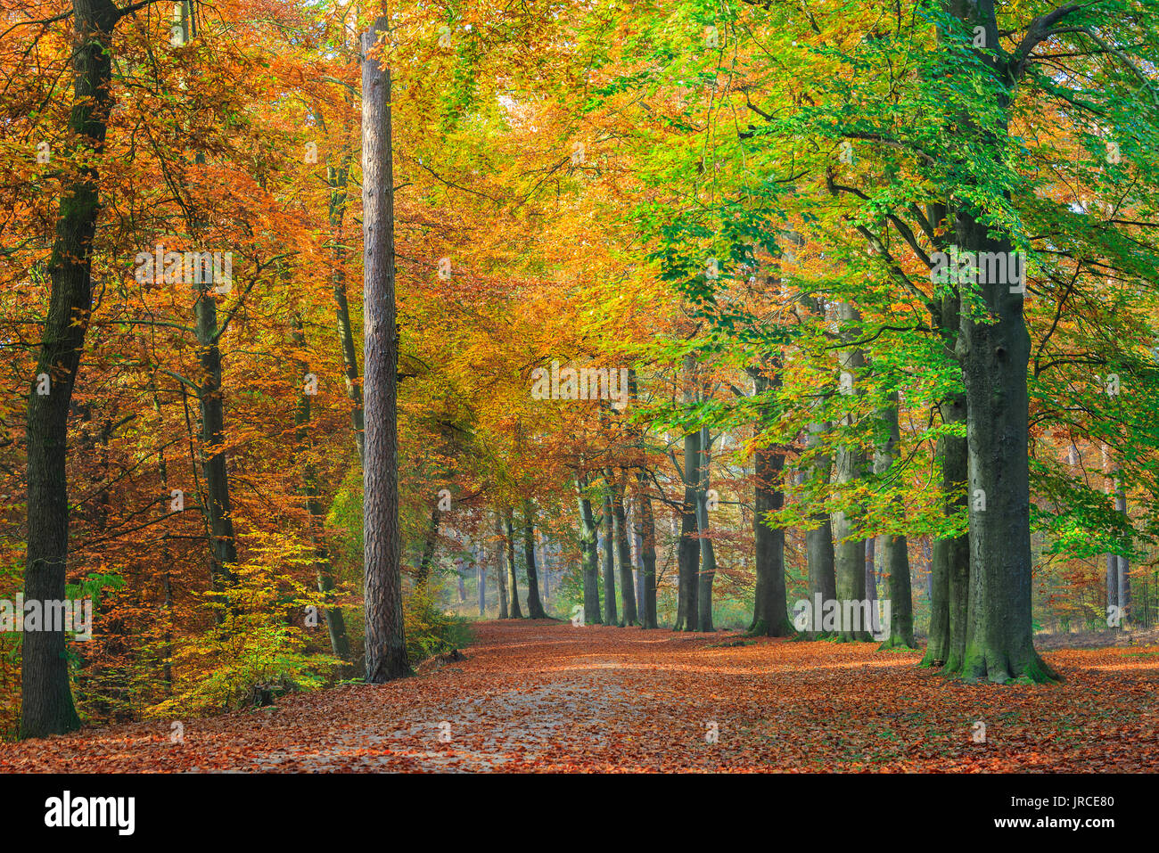Bunte baum laub auf der Buche auf einem Pfad durch einen Wald im Herbst im Nationalpark "De Hoge Veluwe", in den Niederlanden. Stockfoto