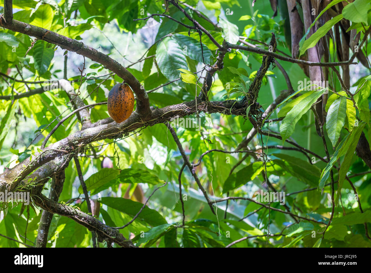 Organische Kakaofrucht pods (Theobroma cacao) hängt am Baum in der Natur. Kakaopflanze. Stockfoto