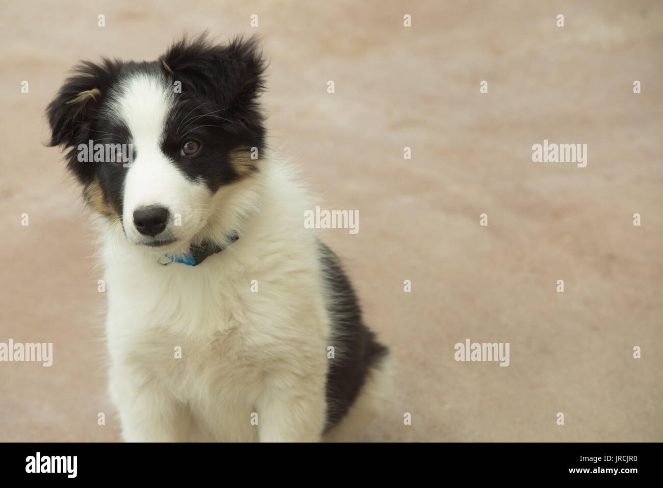 Portrait von Border Collie sitzend auf Sand am Strand Stockfoto