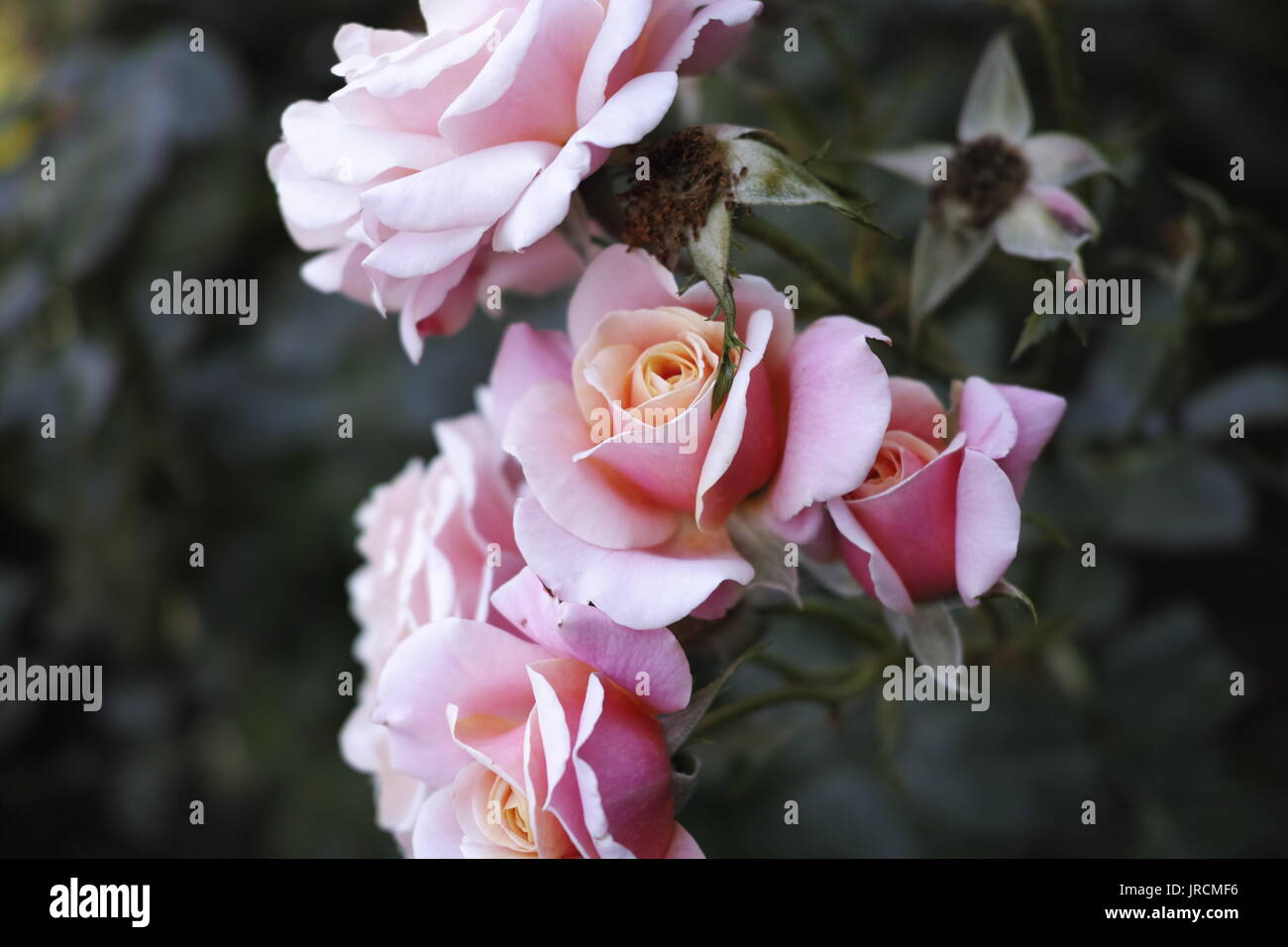 Eine Nahaufnahme Makroaufnahme eines Bündels von Pfirsich und rosa Rosen zu einem Busch. Stockfoto