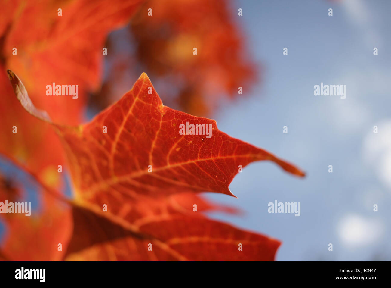 Eine Nahaufnahme Makroaufnahme einer Orange Maple Leaf auf dem Hintergrund eines blauen Himmels mit leichter Bewölkung. Stockfoto