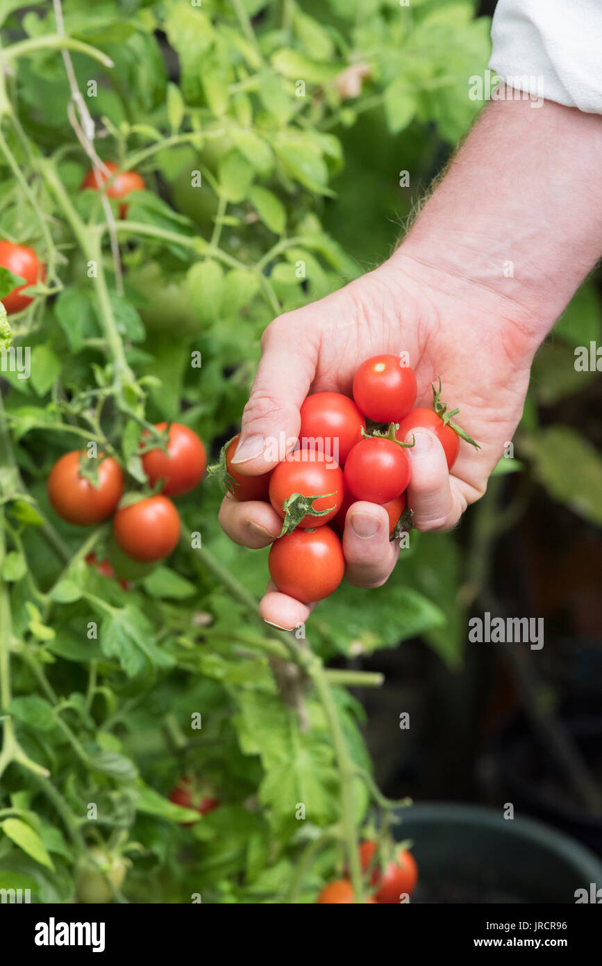 Solanum Lycopersicum. Gärtner, der die Ernte selbst angebauten Tomaten aus der Anlage in einem Gewächshaus. Großbritannien Stockfoto