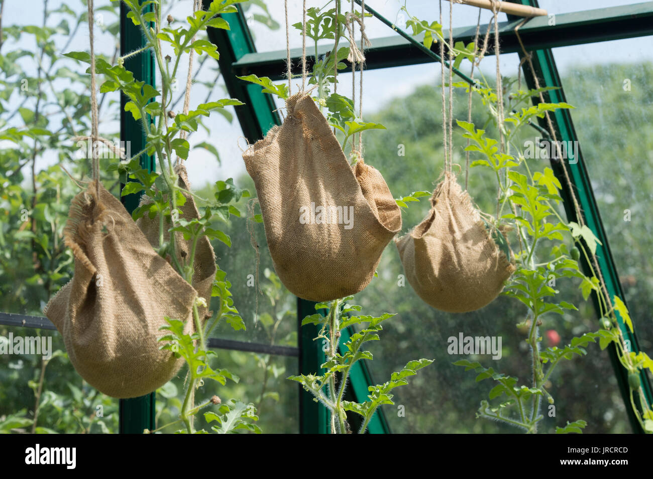 Citrullus lanatus. Wassermelone fascino f1 auf der Rebe bis aufgereiht Hessische unterstützt unterstützt. Großbritannien Stockfoto