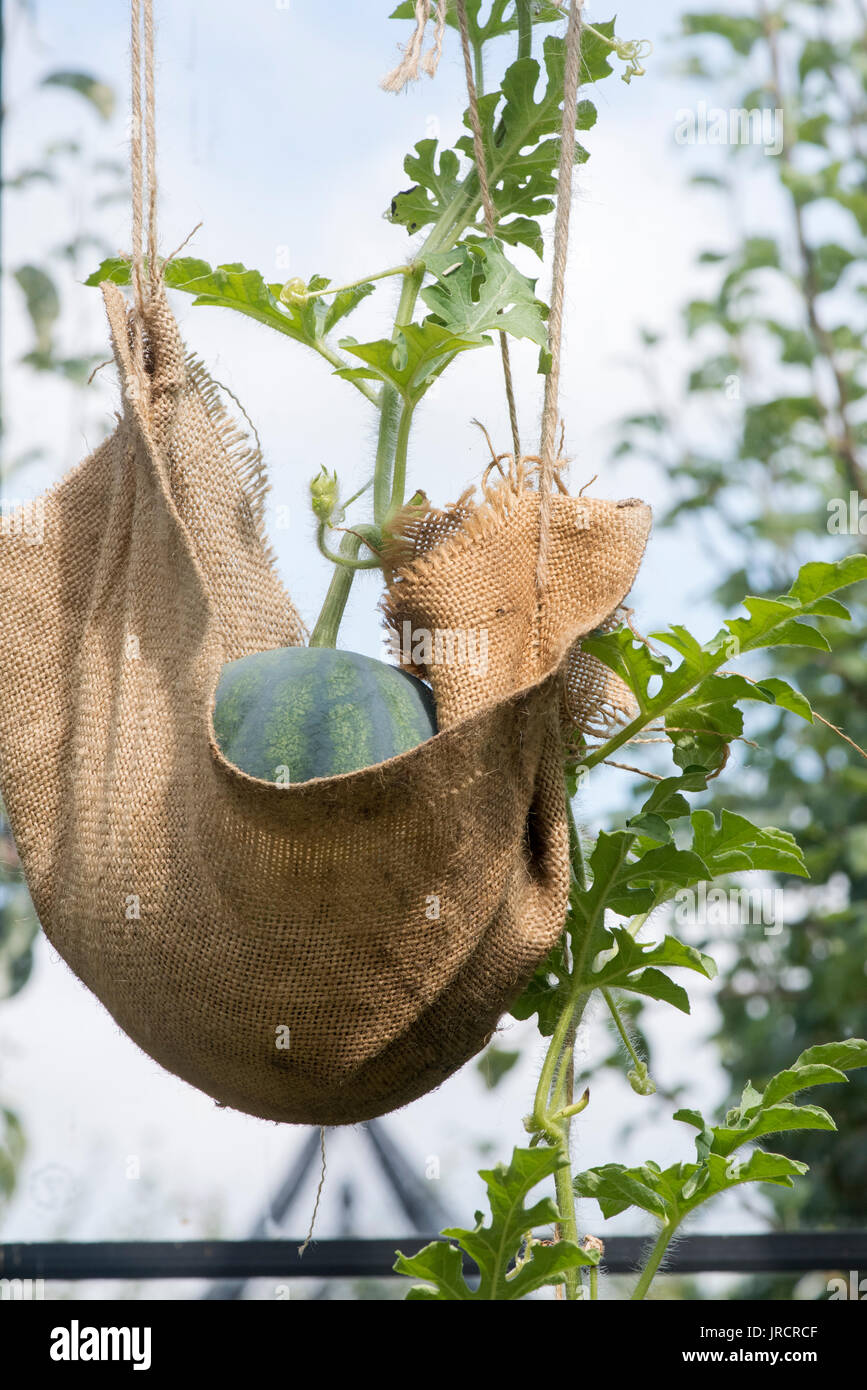 Citrullus lanatus. Wassermelone fascino f1 auf der Rebe bis aufgereiht Hessische unterstützt unterstützt. Großbritannien Stockfoto