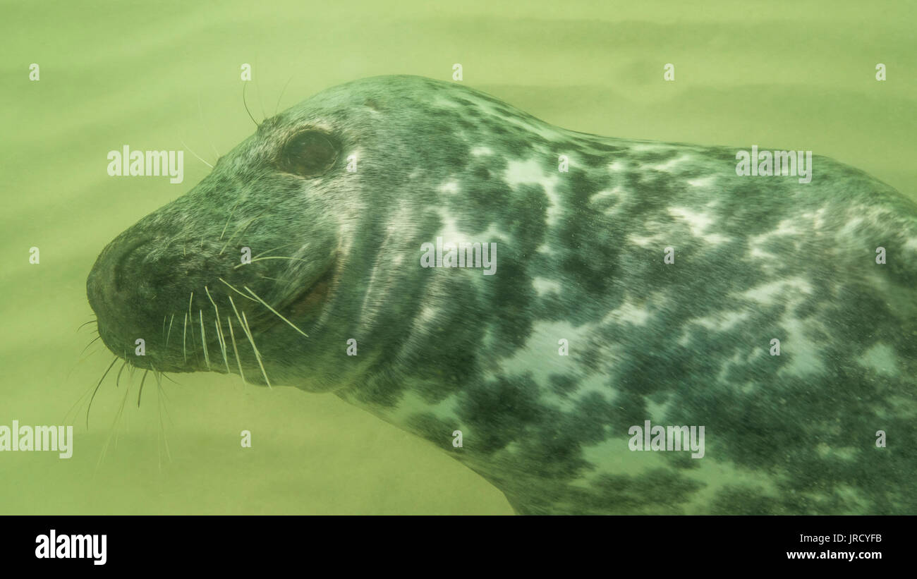 Kegelrobbe (Halichoerus grypus) Unterwasser, Tier Portrait, weiblich, Nordsee, Düne, Helgoland, Deutschland Stockfoto