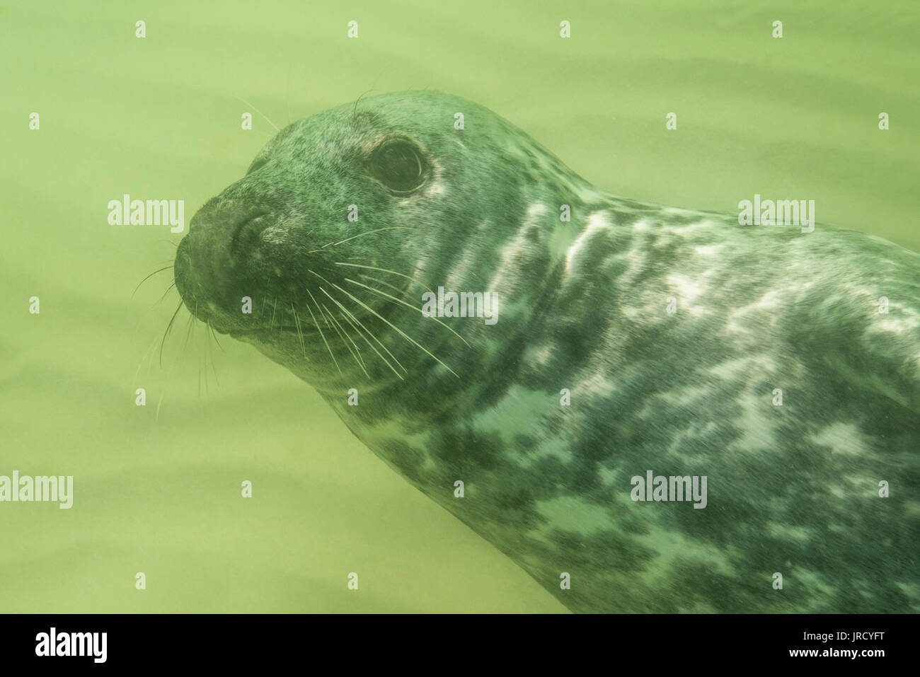Kegelrobbe (Halichoerus grypus) Unterwasser, Tier Portrait, weiblich, Nordsee, Düne, Helgoland, Deutschland Stockfoto