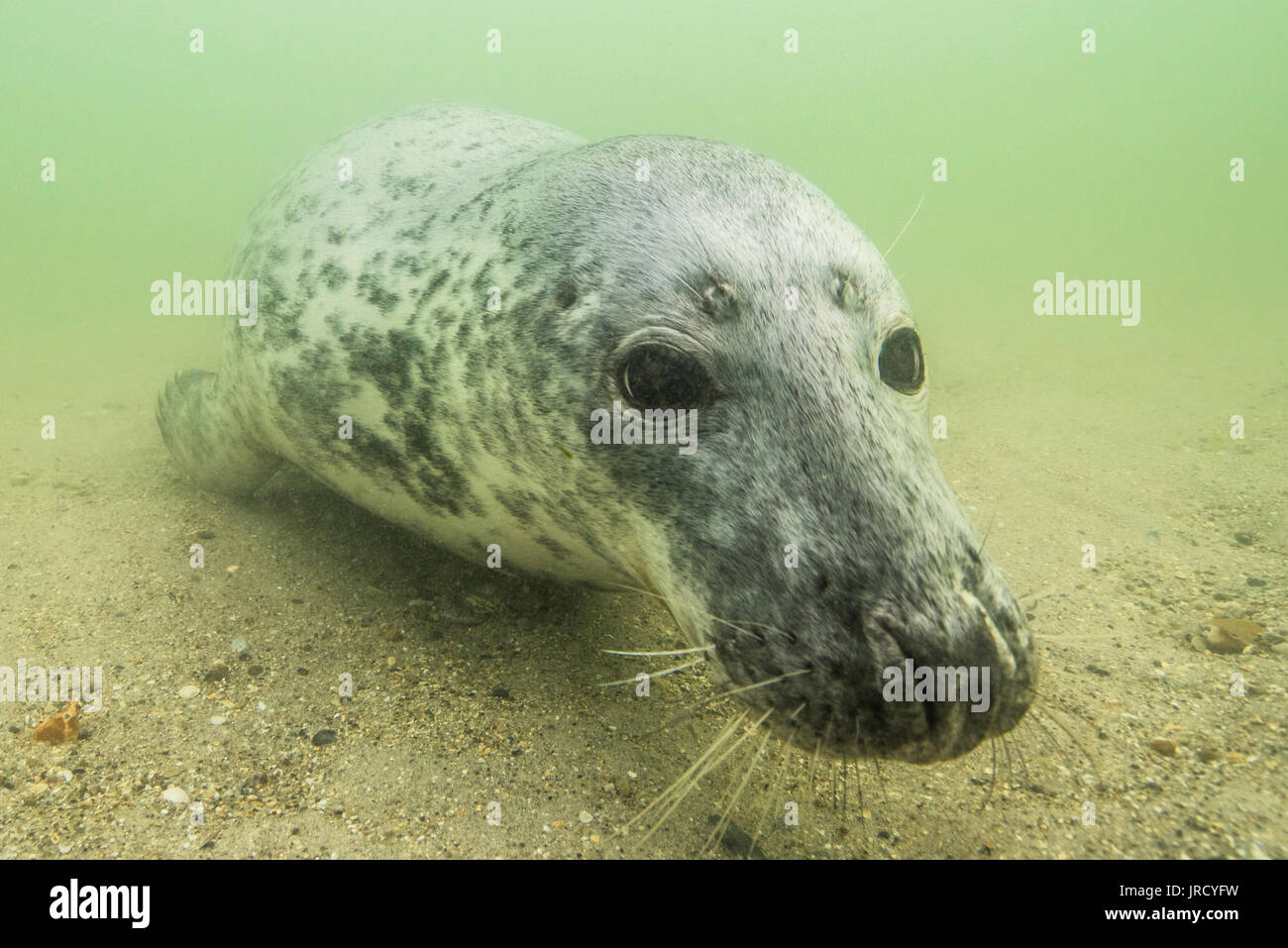 Kegelrobbe (Halichoerus grypus) Unterwasser, Tier Portrait, weiblich, Nordsee, Düne, Helgoland, Deutschland Stockfoto