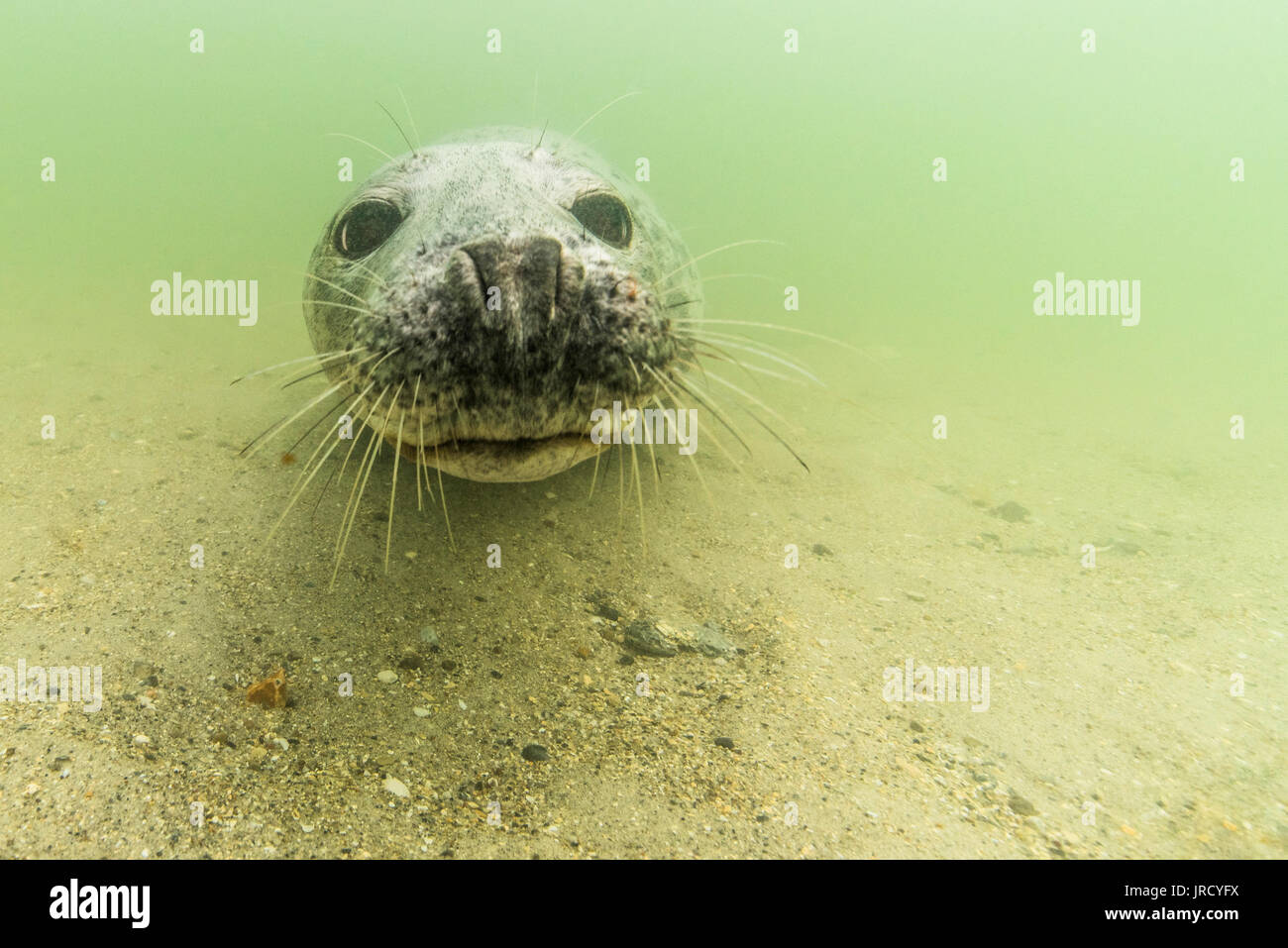 Kegelrobbe (Halichoerus grypus) Unterwasser, Tier Portrait, weiblich, Nordsee, Düne, Helgoland, Deutschland Stockfoto