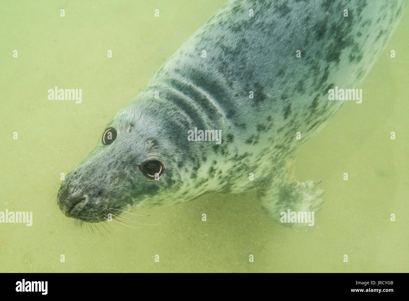 Kegelrobbe (Halichoerus grypus) Unterwasser, Tier Portrait, weiblich, Nordsee, Düne, Helgoland, Deutschland Stockfoto
