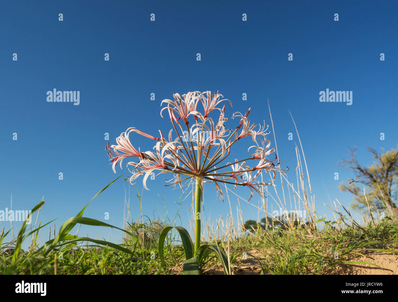 "Nerine" ("Nerine" laticoma), blühende, Kalahari Wüste, Kgalagadi Transfrontier Park, Südafrika Stockfoto