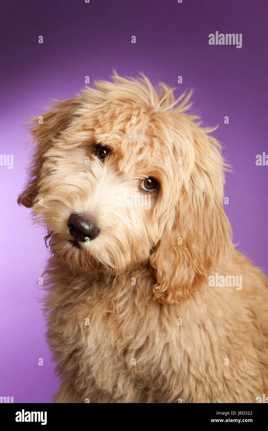 Portrait von Welpen labradoodle, Er ist das Licht, braun oder hellbraun, blickte mit einem Kopf schief. Stockfoto