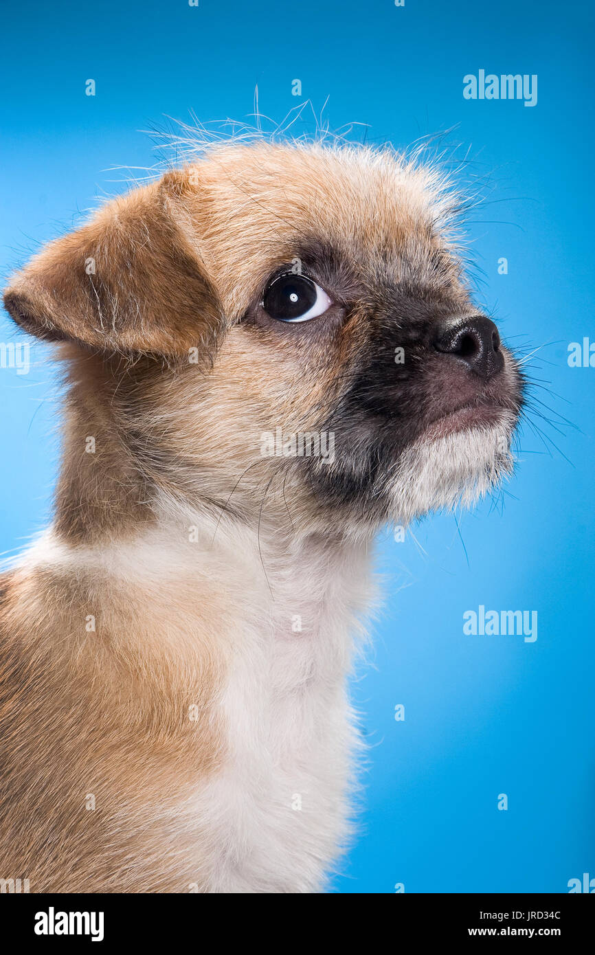 Porträt eines Welpen suchen und ein lustiges Gesicht Stockfoto