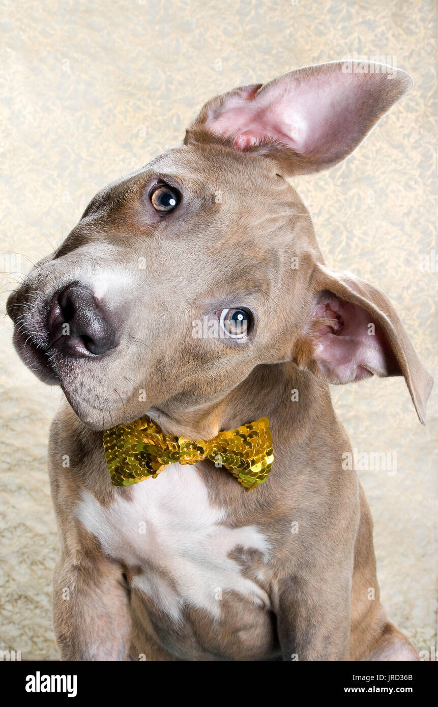 Studio Portrait einer tan Pit Bull Welpen neigen den Kopf zur Seite auf einen goldenen Hintergrund Stockfoto