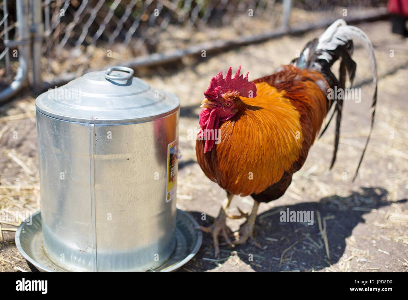 Ein bunter Hahn zu einem köstlichen Gericht. Stockfoto