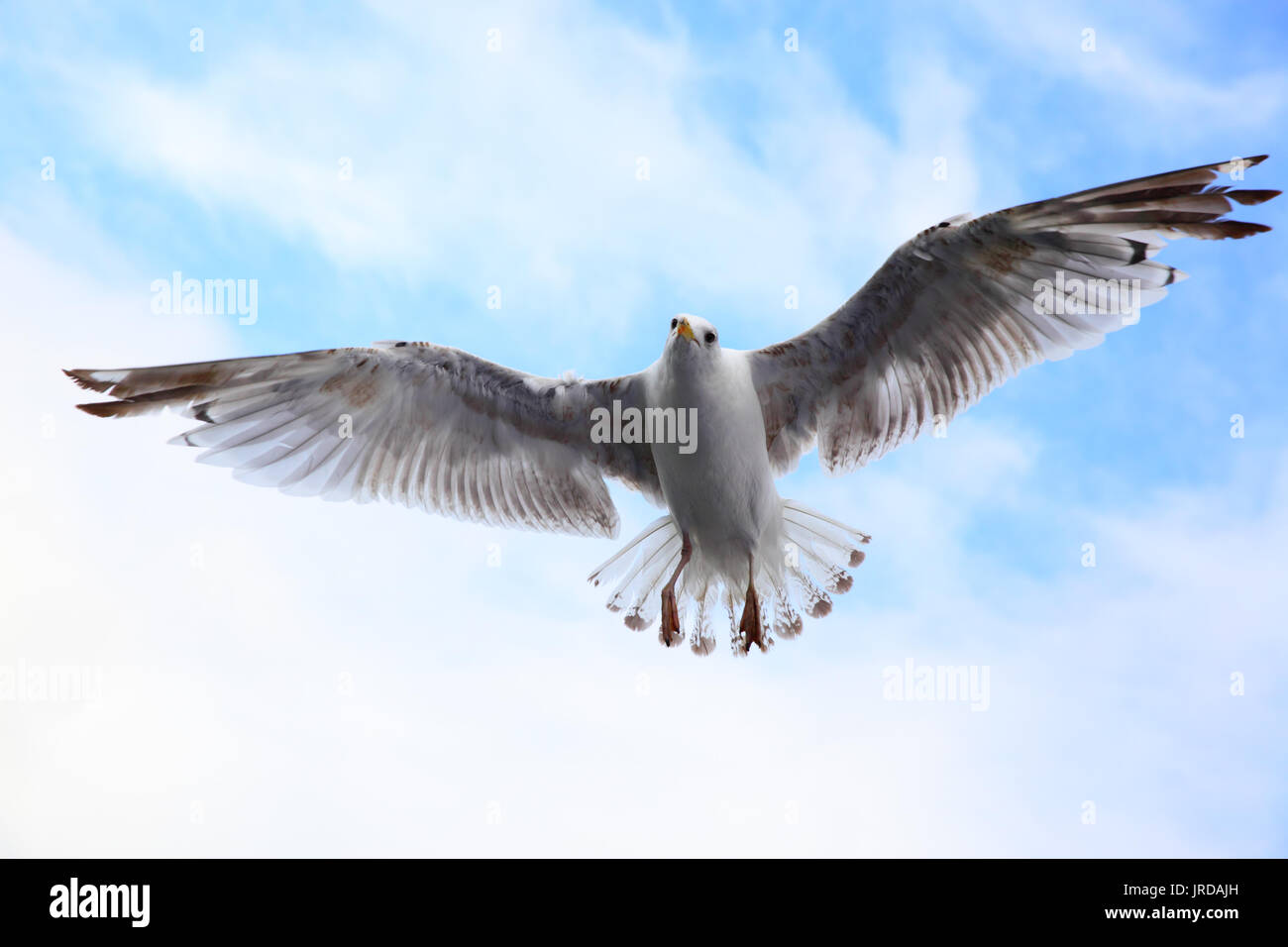 Flying Sea-gull in den Himmel close-up Stockfoto