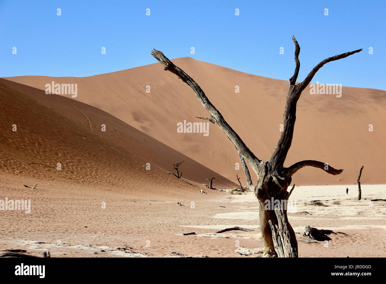 Dies ist ein Bild von den Toten Tal, Sossusvlei, einer toten Baum. Es verwendet einen See zu sein. Stockfoto