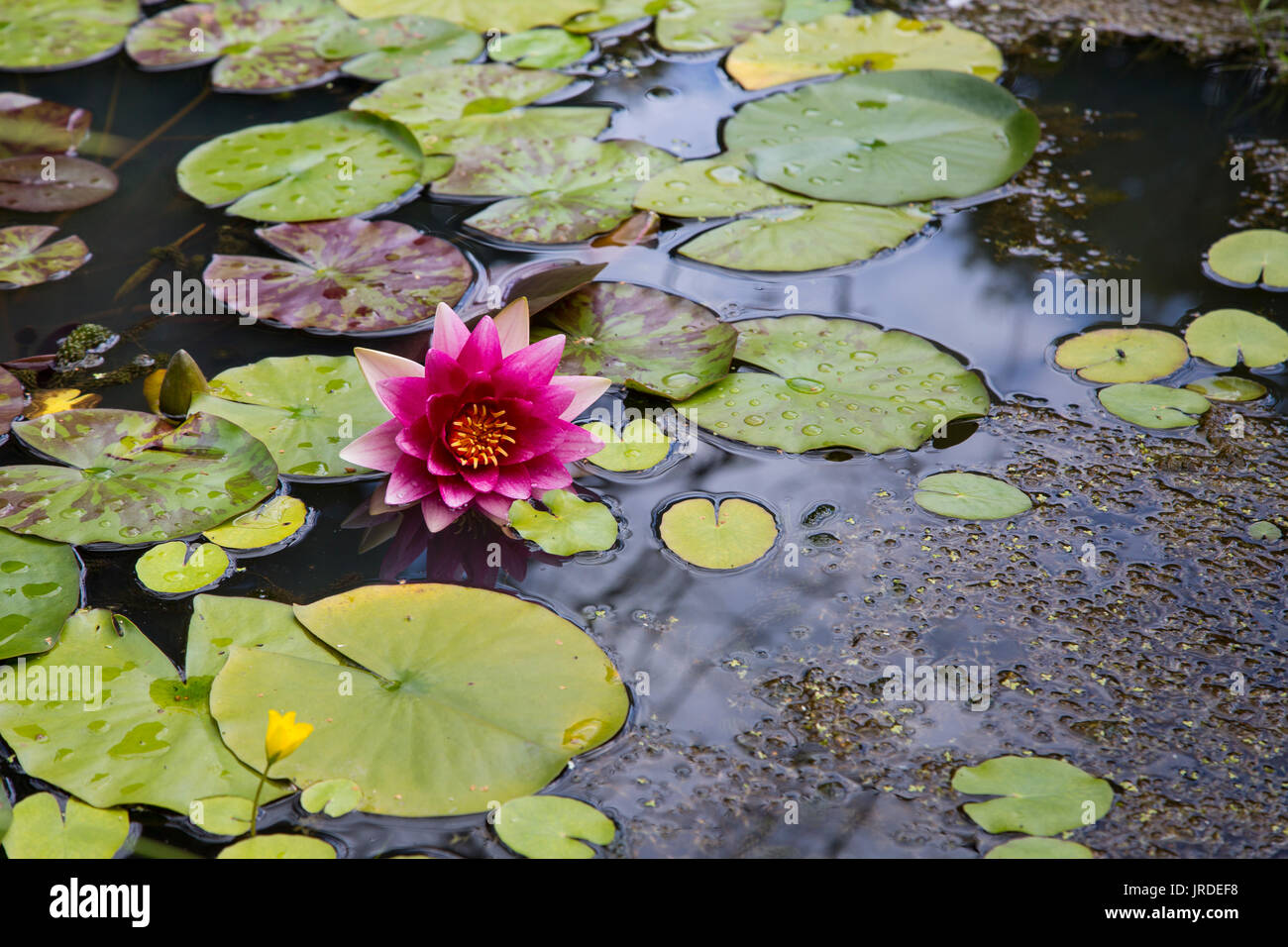 Grosser Teich Seerosen Stockfotos und bilder Kaufen Alamy