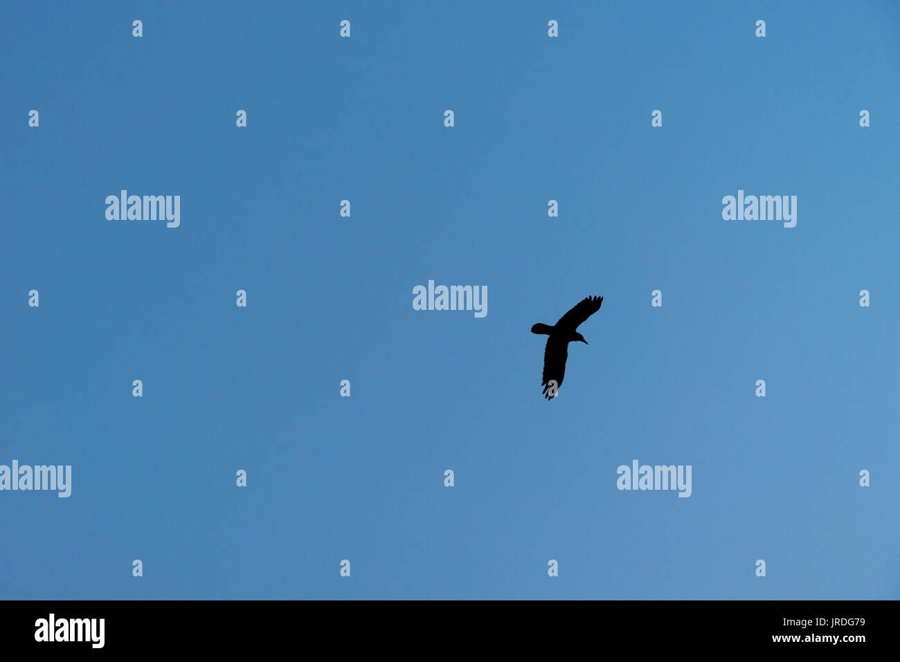 Fliegenden Krähe Stockfoto