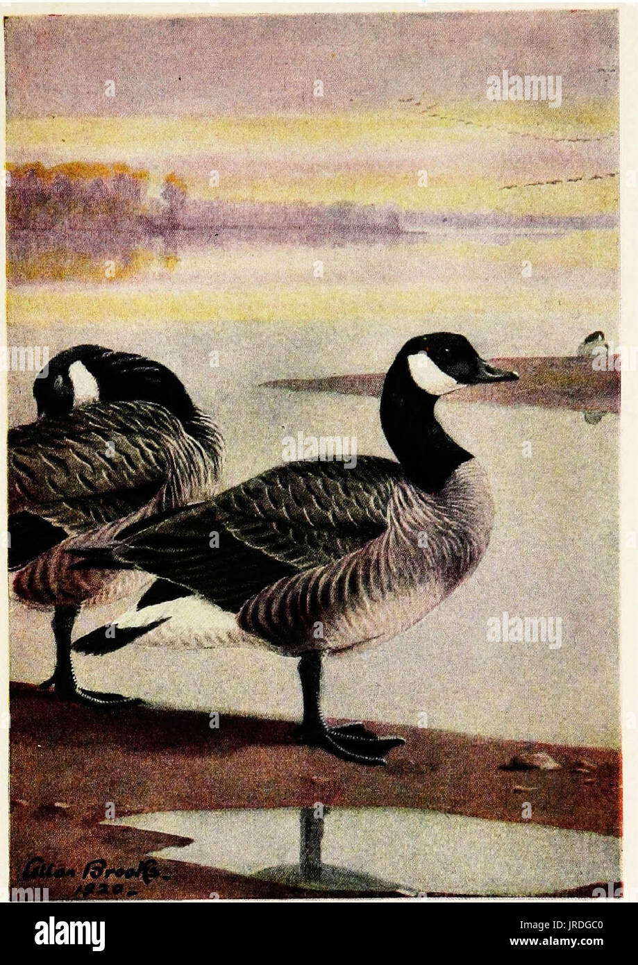 "Federwild. Lebensgeschichten hundertsiebzig Greifvögel, Federwild und Wasservögel (1922) Stockfoto