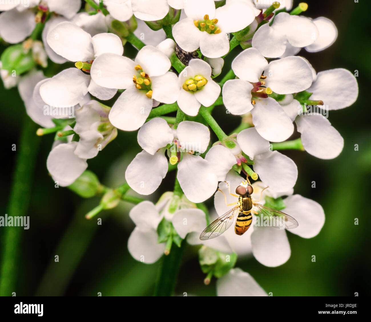 Ein erwachsener Hoverfly sitzen auf einem Cluster von weißen Blumen in meinem Garten im Hinterhof. Schwebfliegen ähnlich aussehen, wie Bienen. Stockfoto