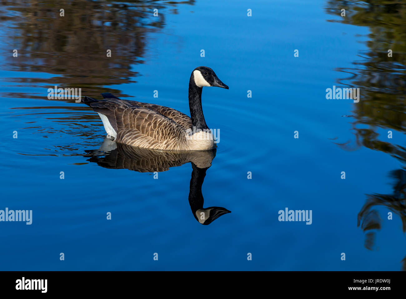 Binomialname branta canadensis Fotos und Bildmaterial in hoher