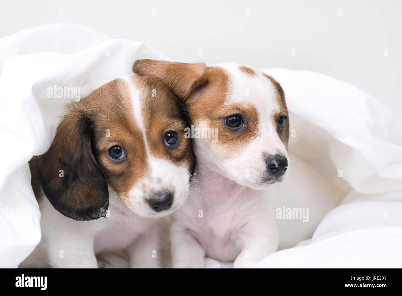 Die zwei weißen und braunen Dackel Welpen knuddeln in weiße Laken Stockfoto