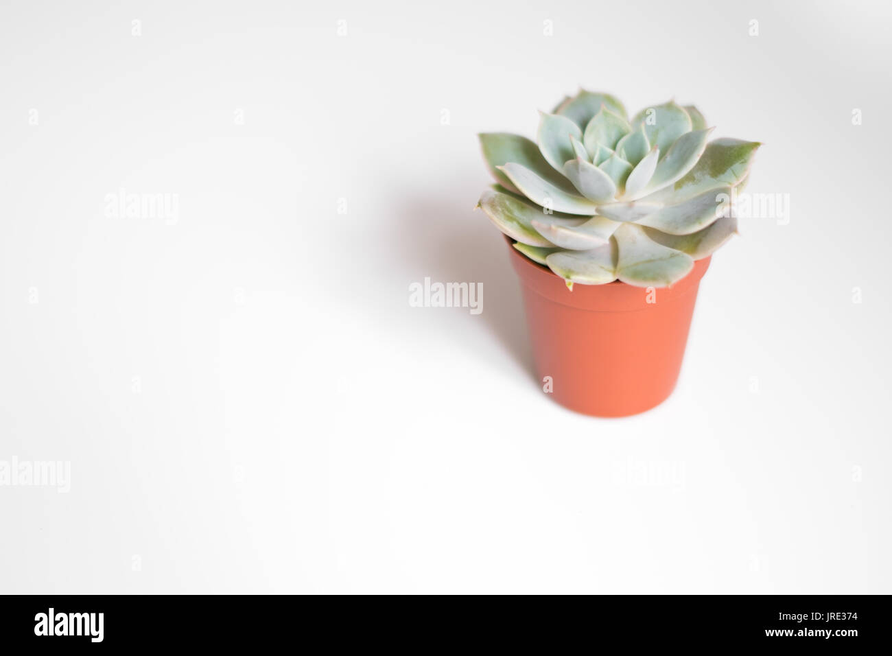 Kleine saftige Blumentopf auf weißem Hintergrund - Stockfoto