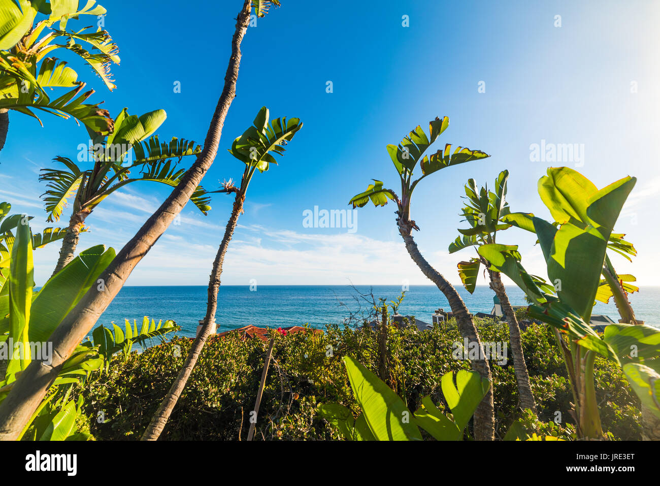 Bananen Bäumen am Ufer in Malibu, Kalifornien Stockfoto