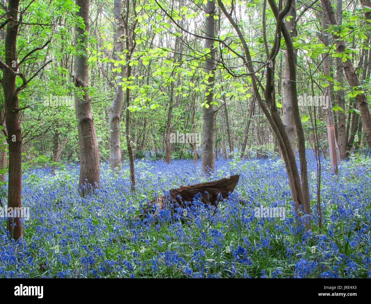 Kent bluebells in lokalen Wald in der Nähe von ightham in Kent Mai 2017 getroffen Stockfoto