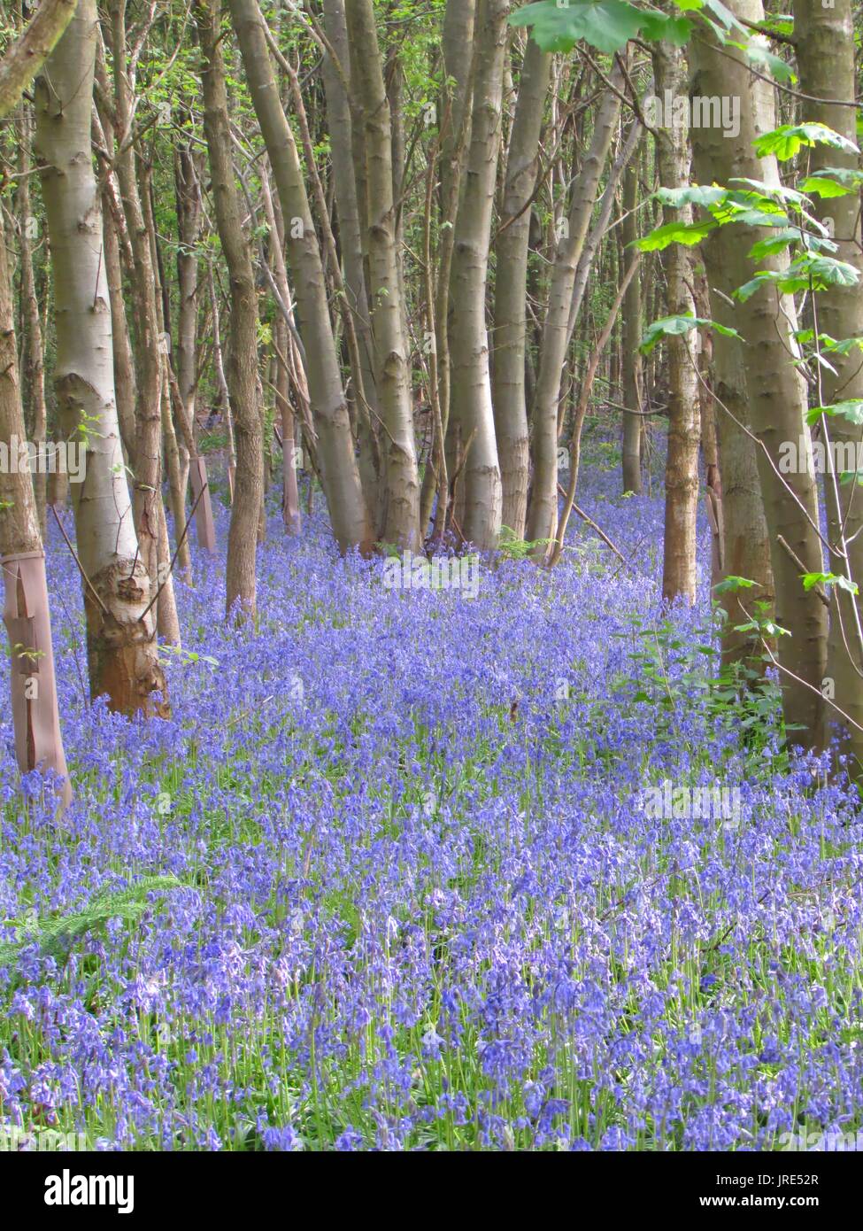 Kent bluebells in lokalen Wald in der Nähe von ightham in Kent Mai 2017 getroffen Stockfoto