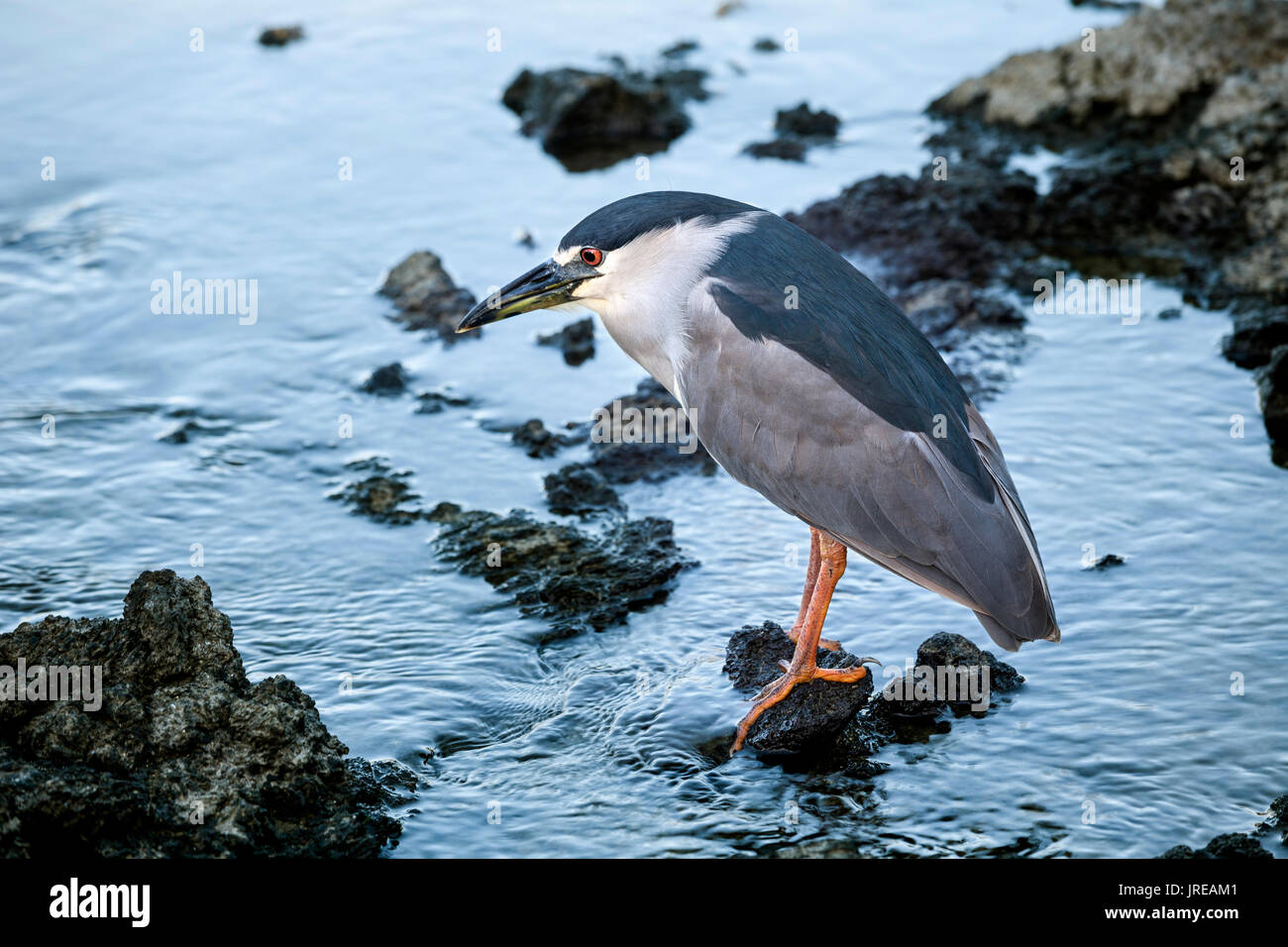 HI 00419-00 ... Hawai'I - Schwarz - gekrönte Nachtreiher (Nycticorax nycticorax) an Anaeho'omalu Bay auf der Insel Hawai'i. Stockfoto
