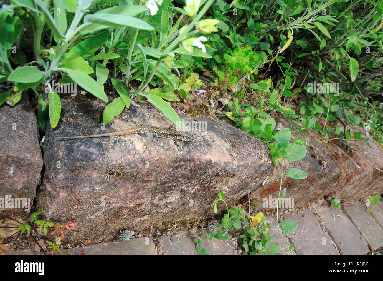 Ruineneidechse, Mauereidechse, Podarcis siculus Eidechse im Garten im Blumen Zuckerrüben Stockfoto