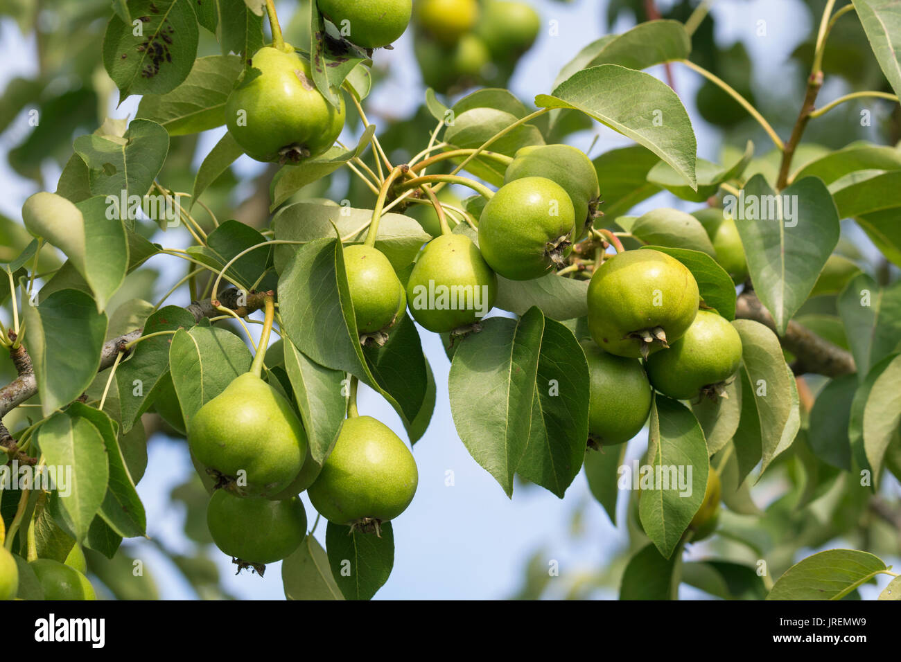 Der Anbau von Getreide von Birnen in den Garten, August. Stockfoto