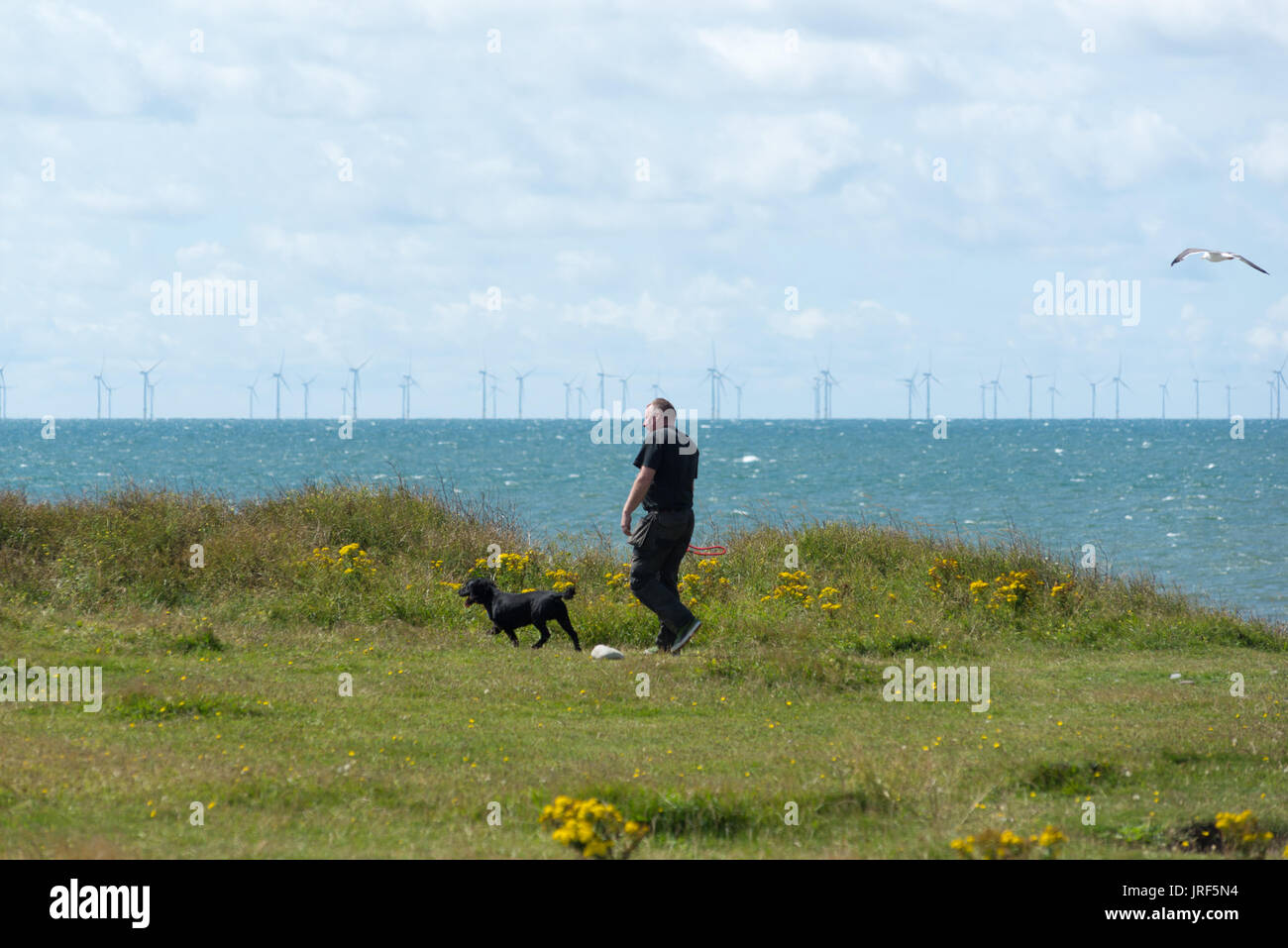 Walney Island, Barrow-in-Furness, Cumbria, Großbritannien, 5.. August 2017. Strahlender Sonnenschein auf der Biggar Bank. Spaziergang mit dem Hund an der frischen Luft der exponierten Küste an der Nordwestküste Englands mit Offshore-Windturbinen eines Windparks auf See. Stockfoto