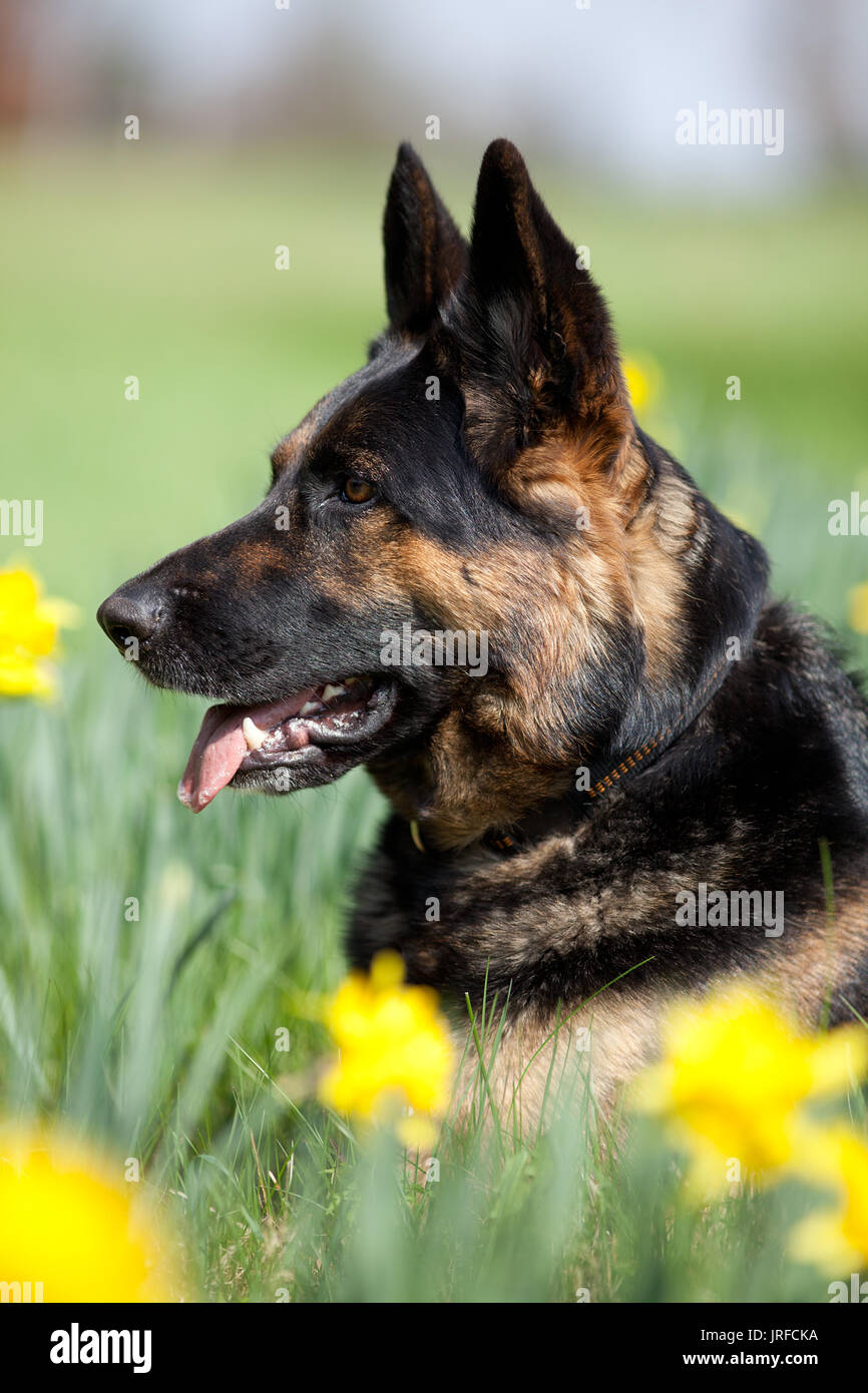 Aufmerksame Deutscher Schäferhund Hund auf Wiese zwischen gelben Blumen Stockfoto