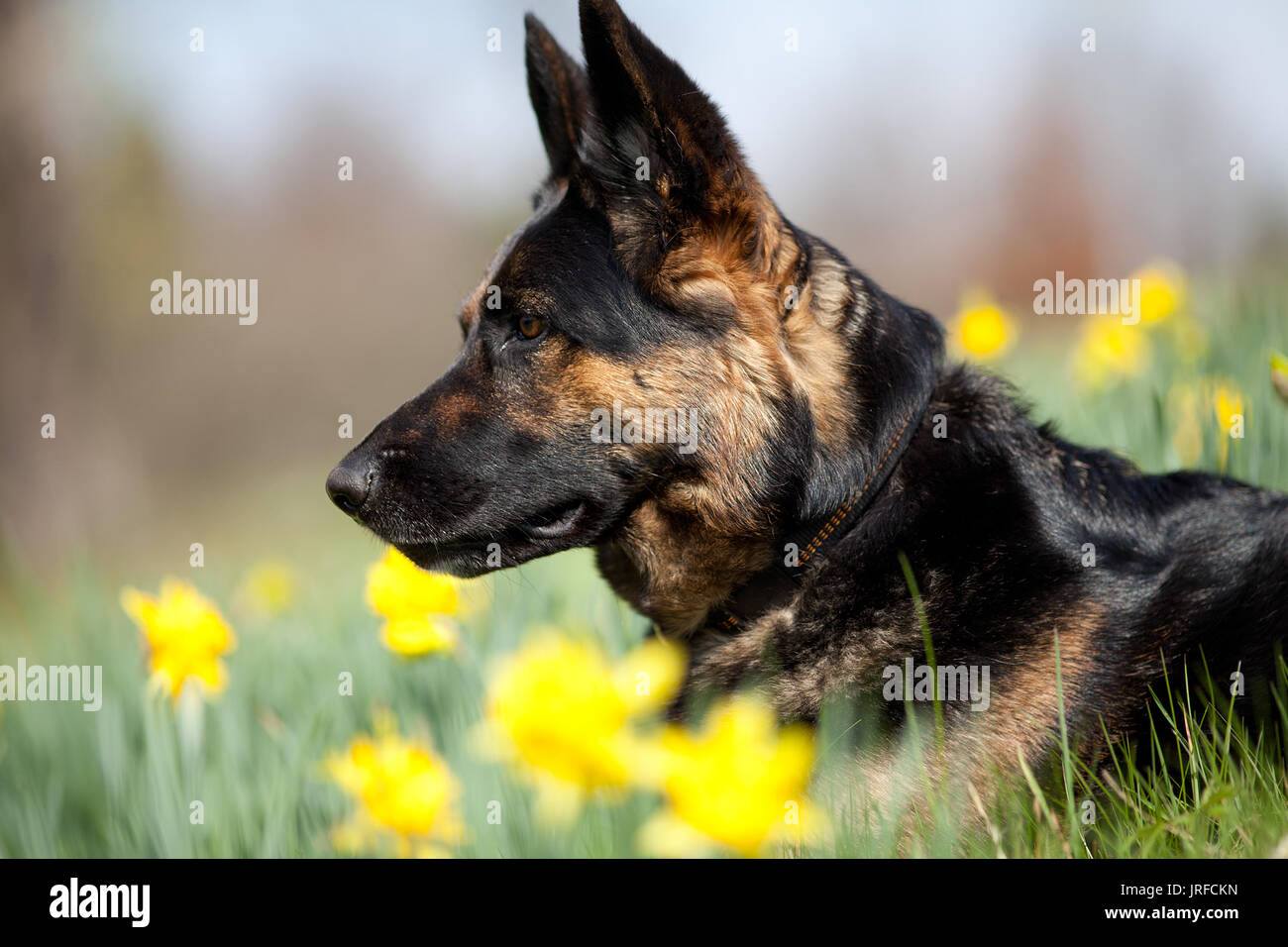 Aufmerksame Deutscher Schäferhund Hund im Feld zwischen gelben Blumen Stockfoto