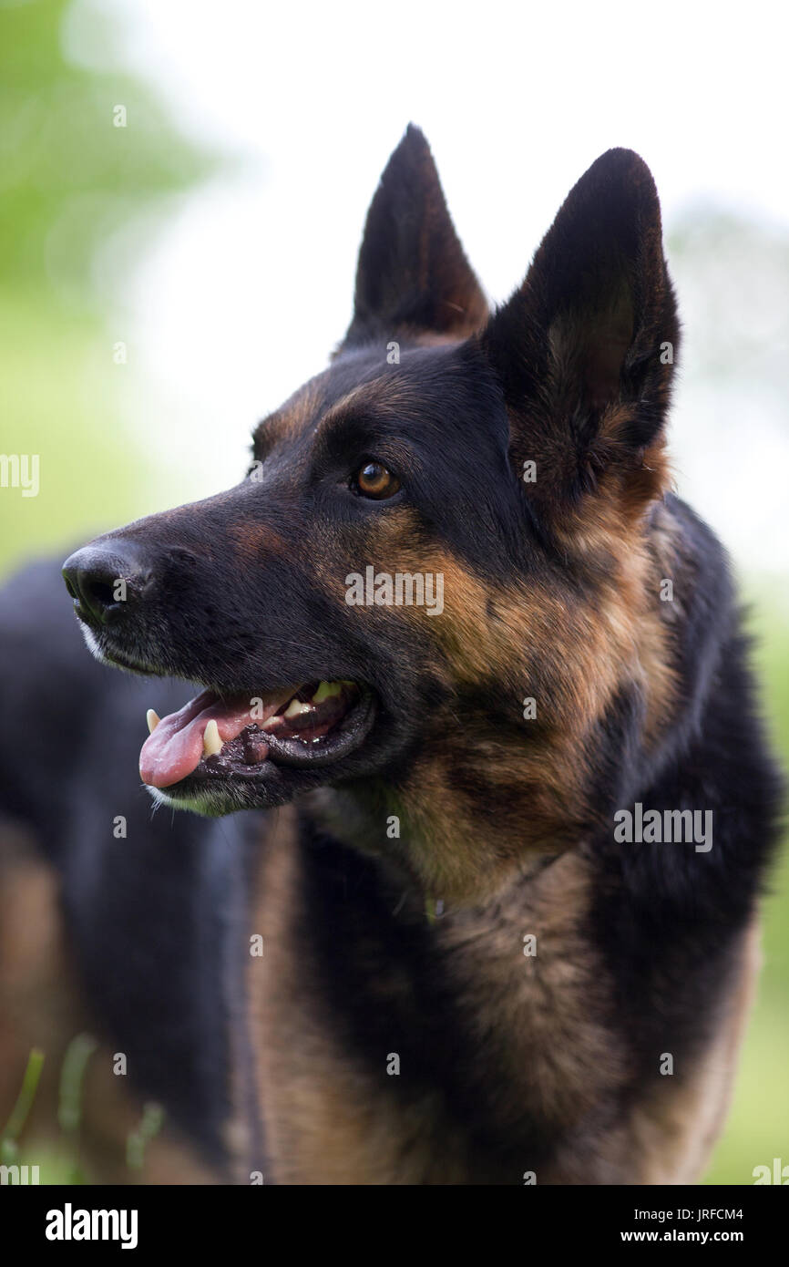 Attenive deutscher Schäferhund in der Ausbildung Stockfoto