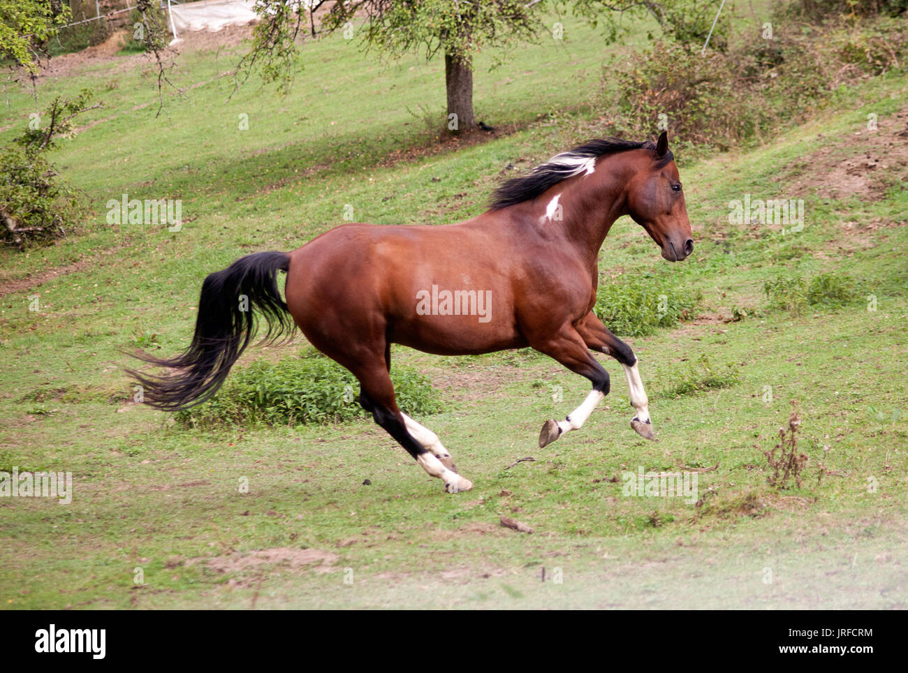 Pied Pferd Pinto farbige Galopp leistungsstarke kostenlose in der Wiese. Von der Seite. Sommer mit hellen Farben Stockfoto