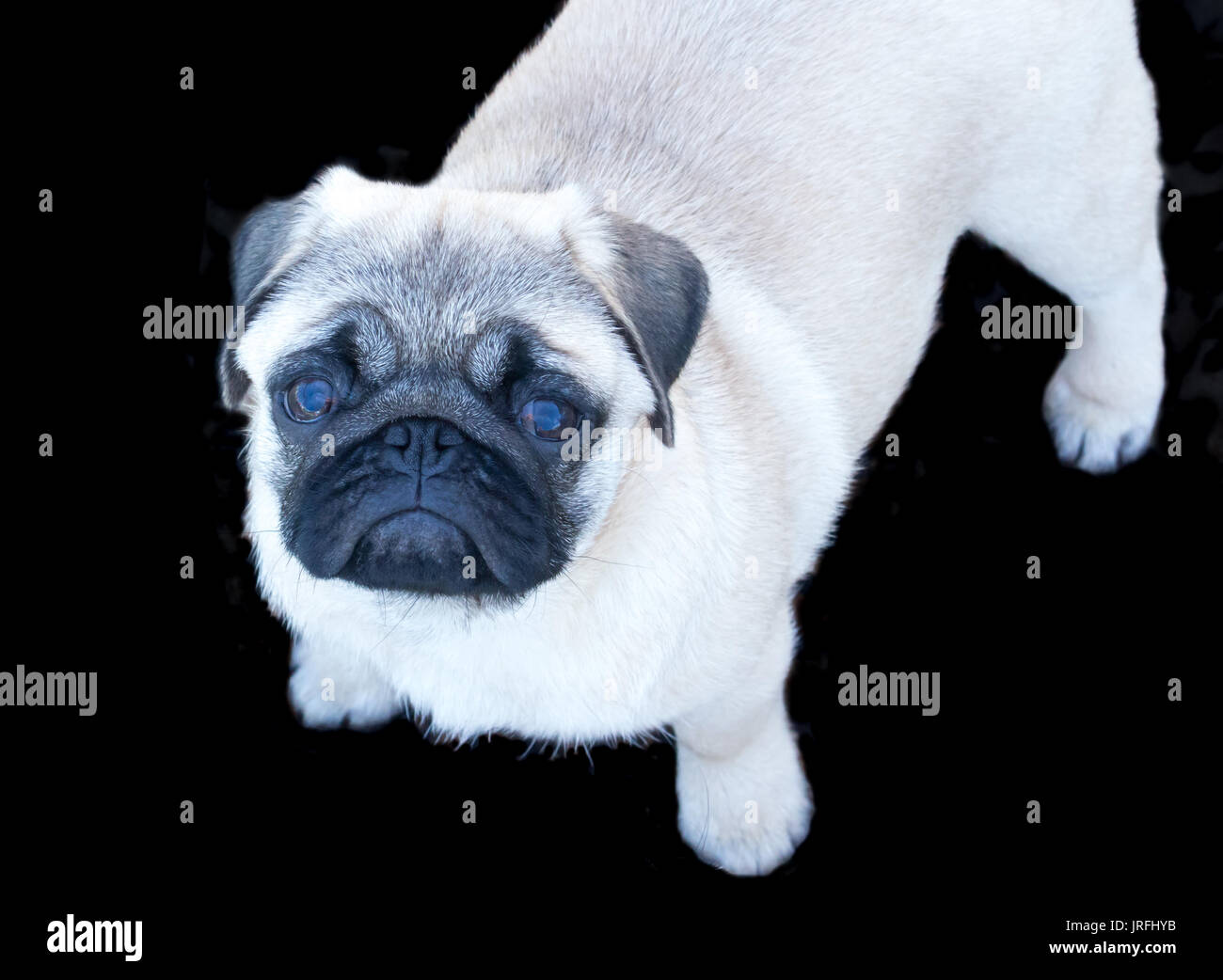 Reinrassige Mops Welpen Hund auf schwarzem Hintergrund Stockfoto