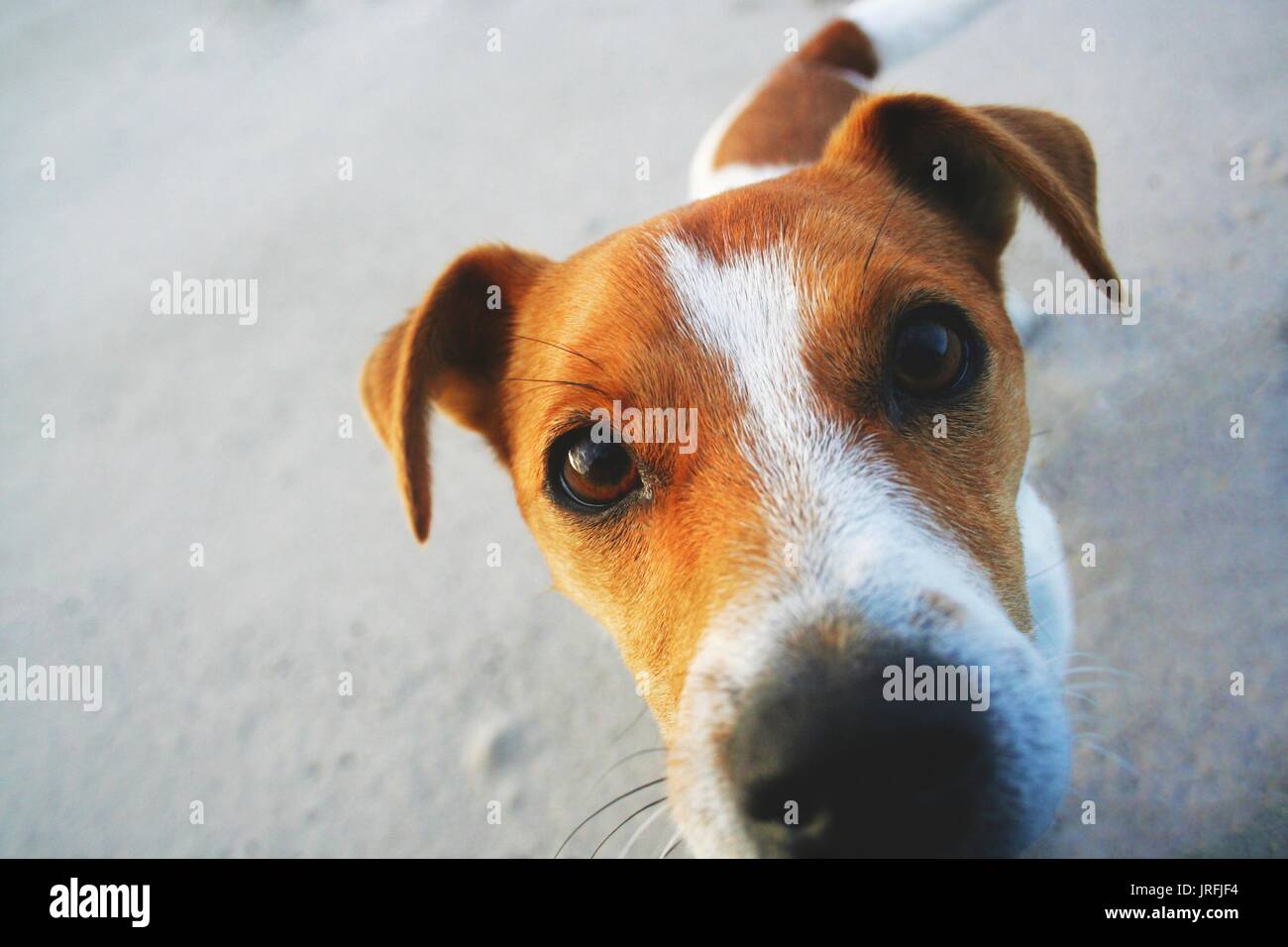 Jack Russel Welpe am Strand schauen in die Kamera Schwanz wedeln Stockfoto